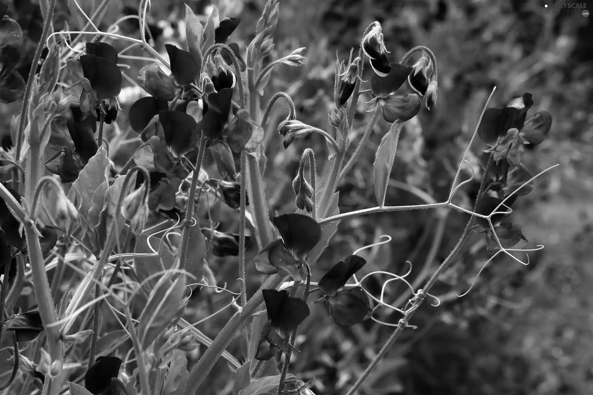 blur, peas, fragrant