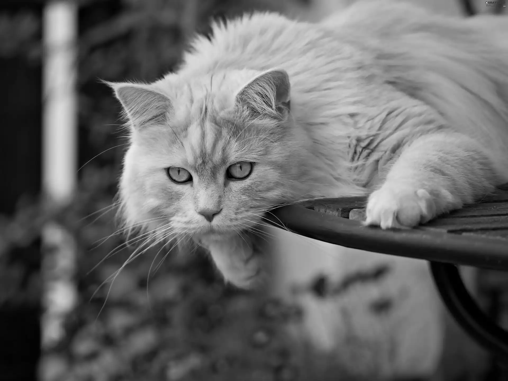 ginger, rapprochement, blur, cat