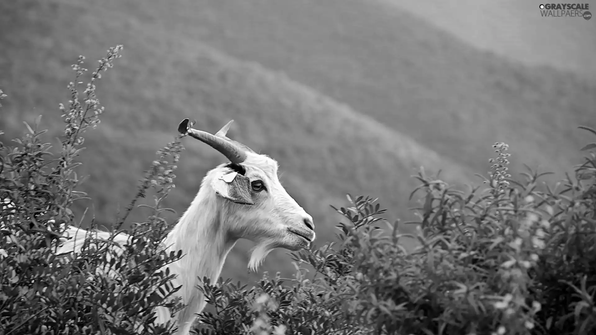 Mountains, blur, goat, VEGETATION, goat