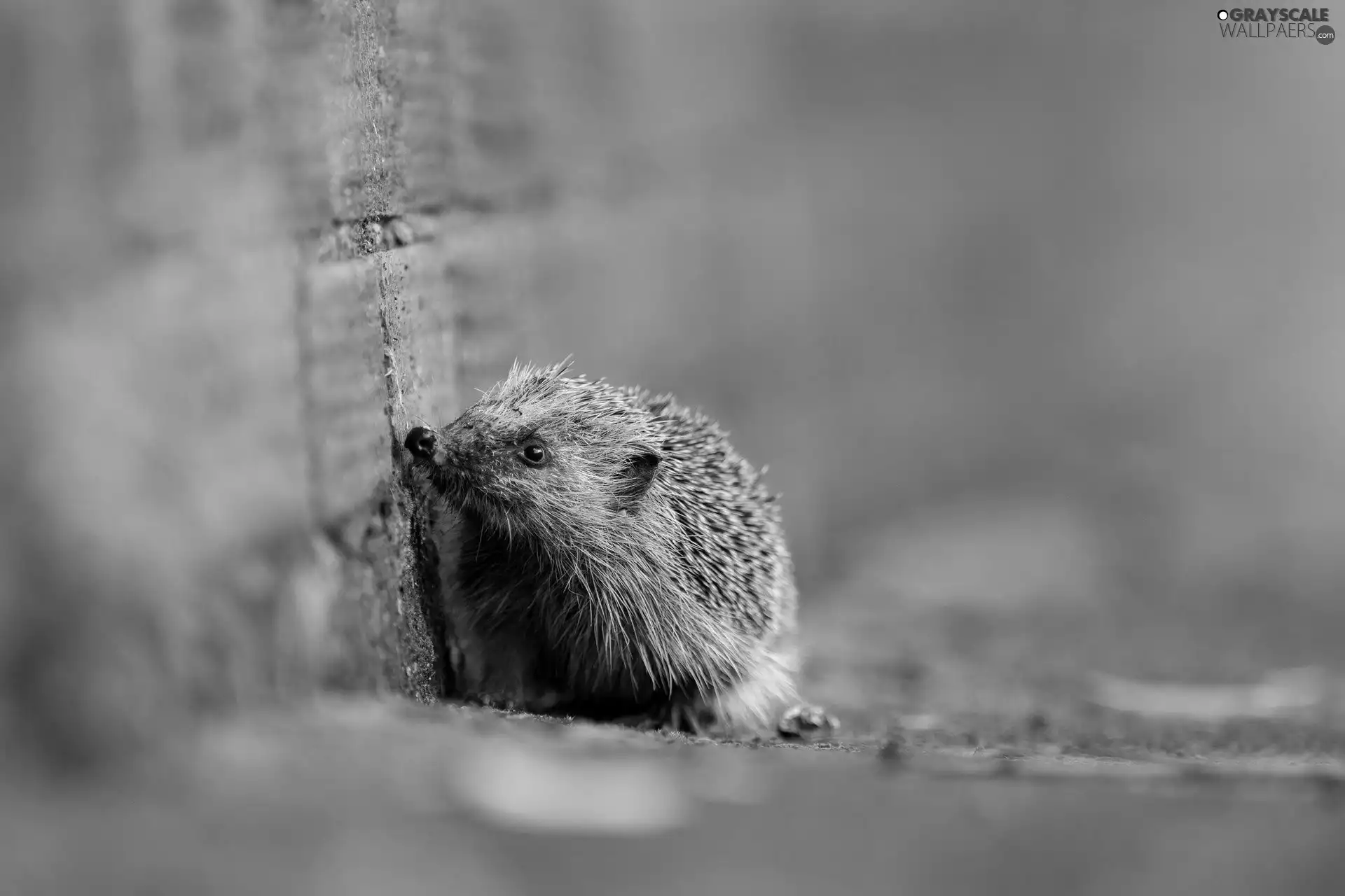 hedgehog, blur