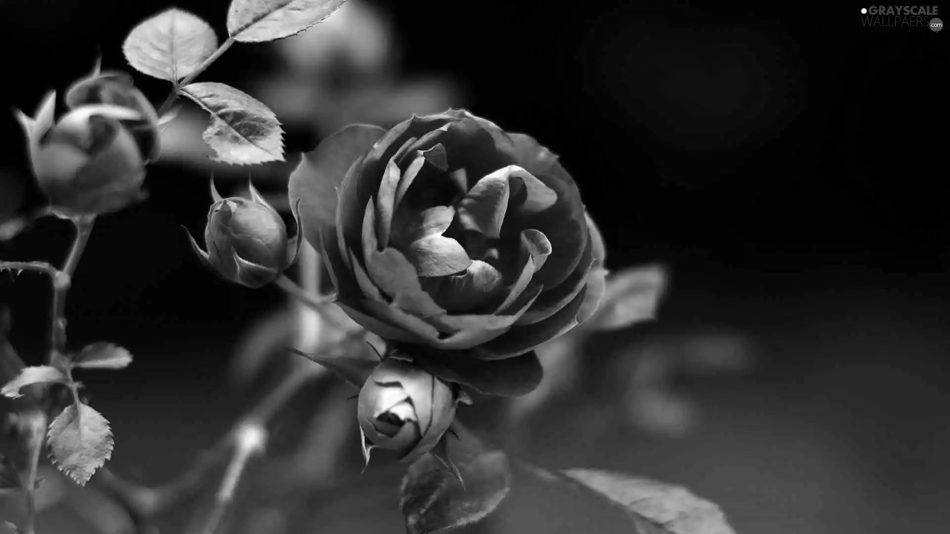 red hot, Buds, blur, rose