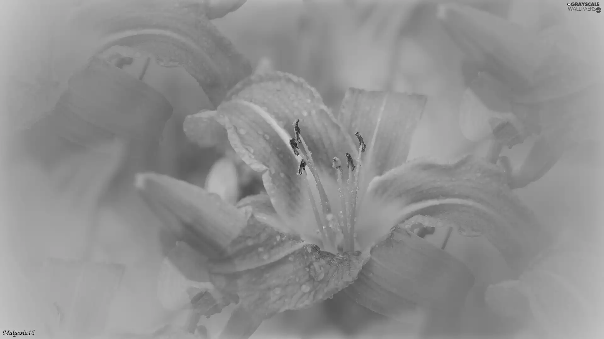 blur, Orange, lily