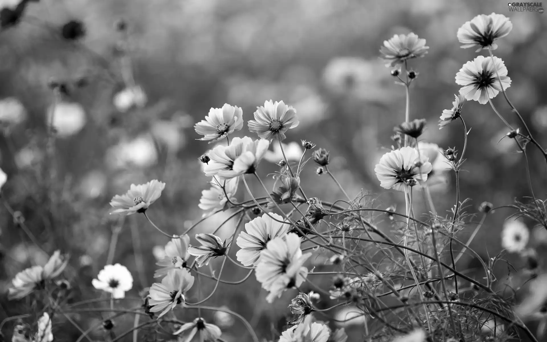 Meadow, Cosmos, blur, Pink