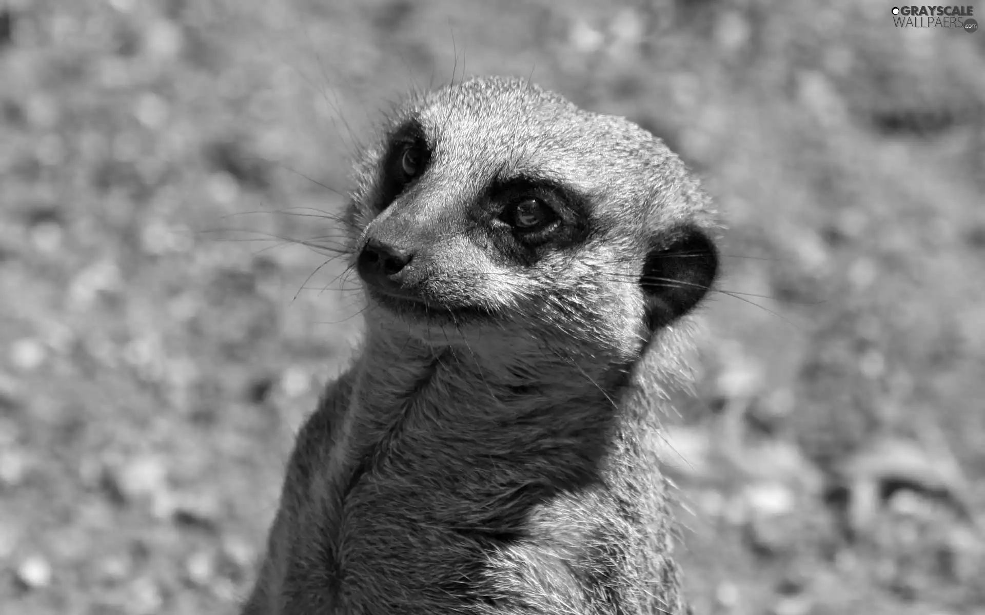 Meerkat, blur