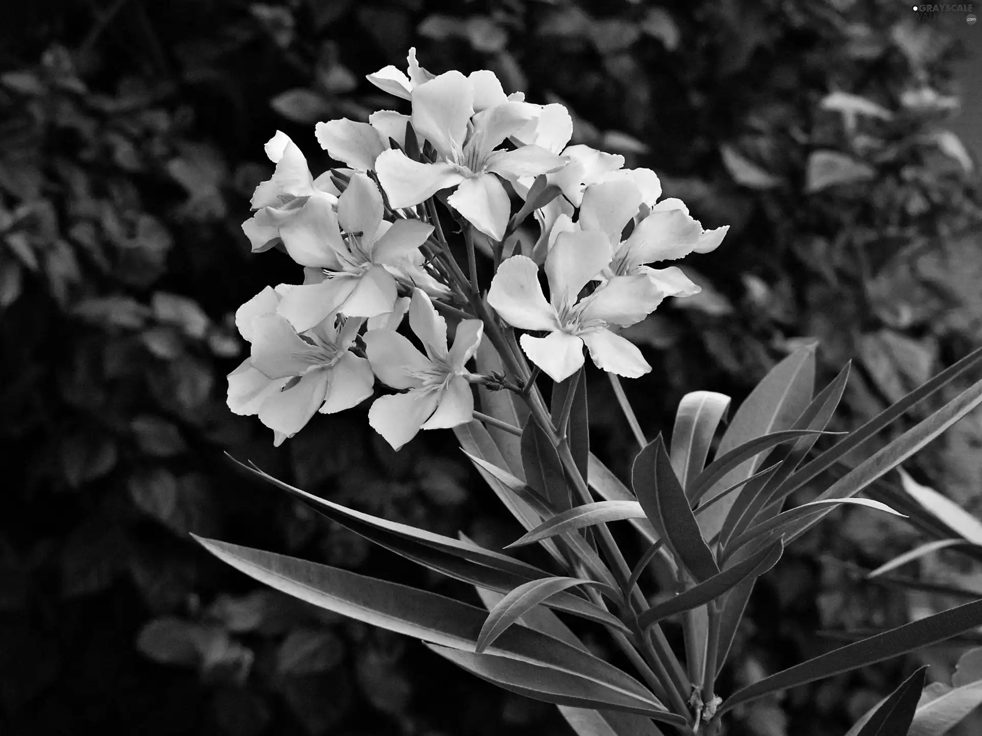 blur, Pink, oleander