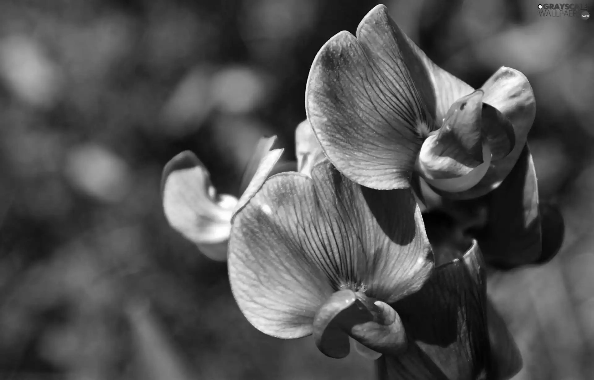 blur, Pink, orchid