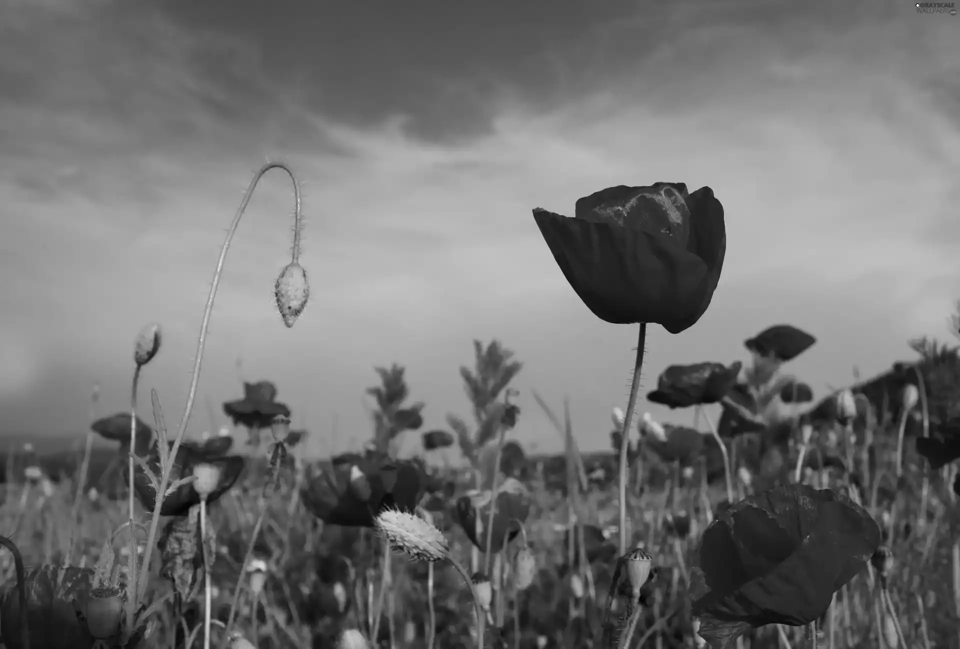 Red, Meadow, blur, papavers