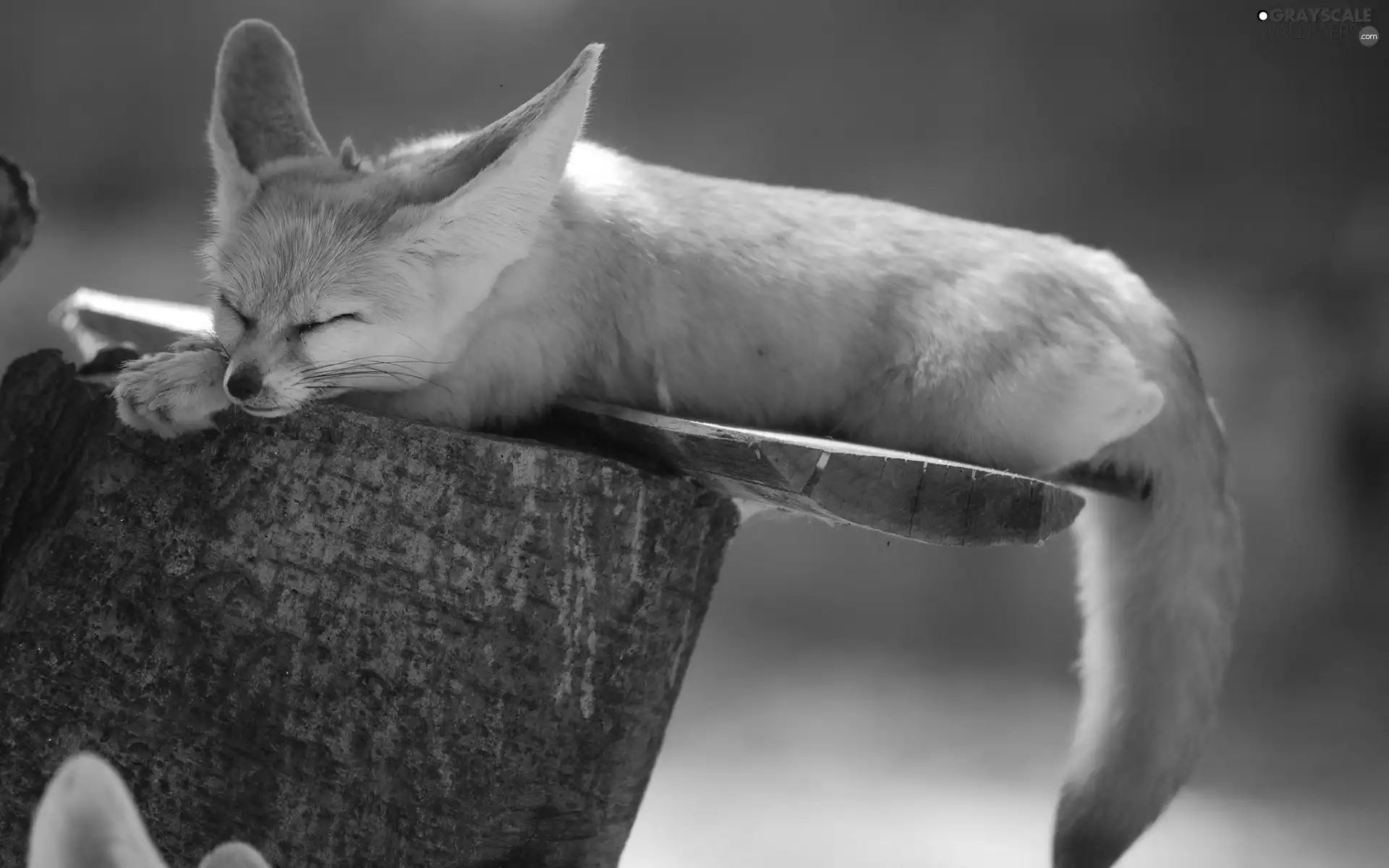 blur, Fenek, sleeps