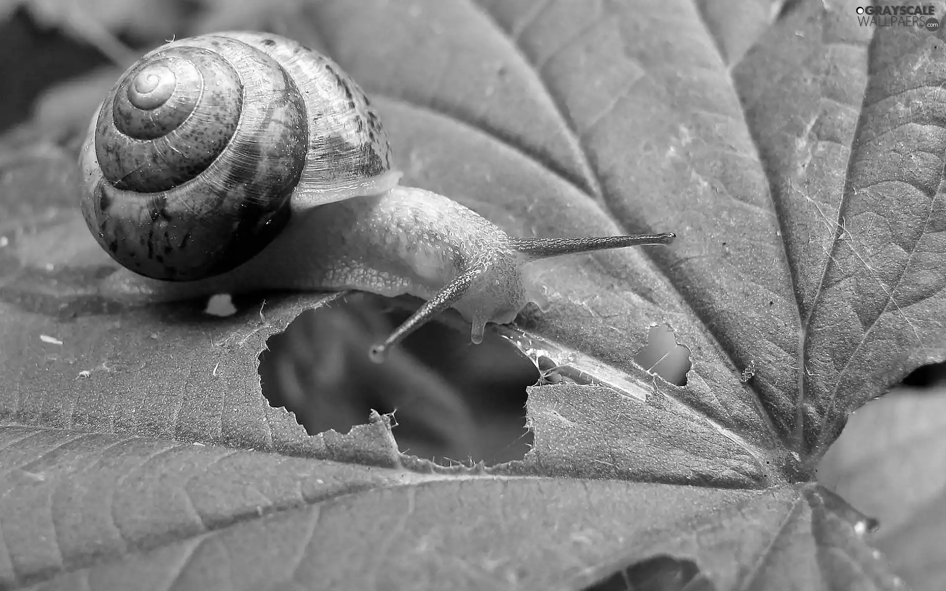 blur, leaf, snail