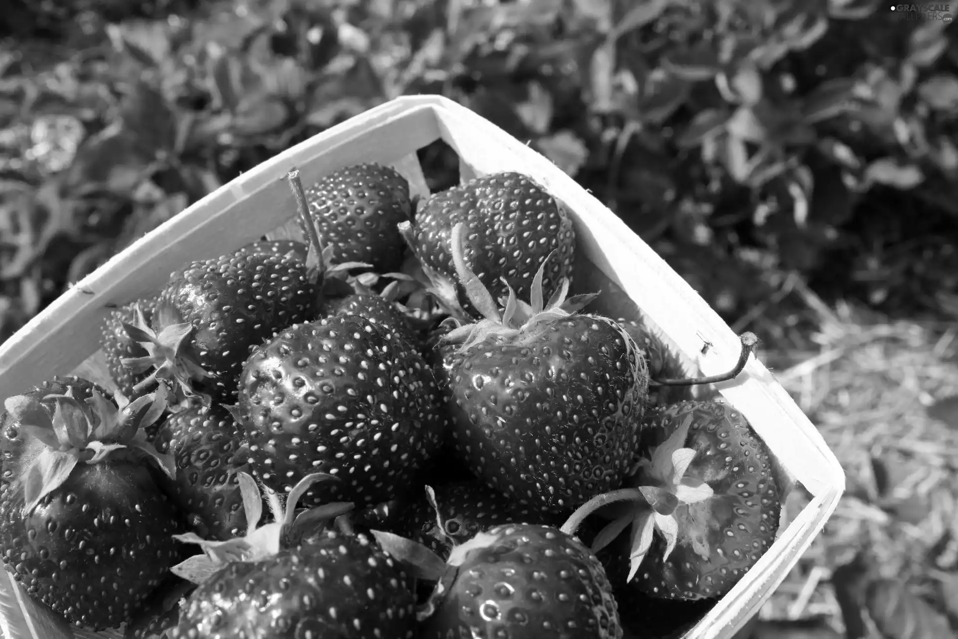 blur, garden, strawberries
