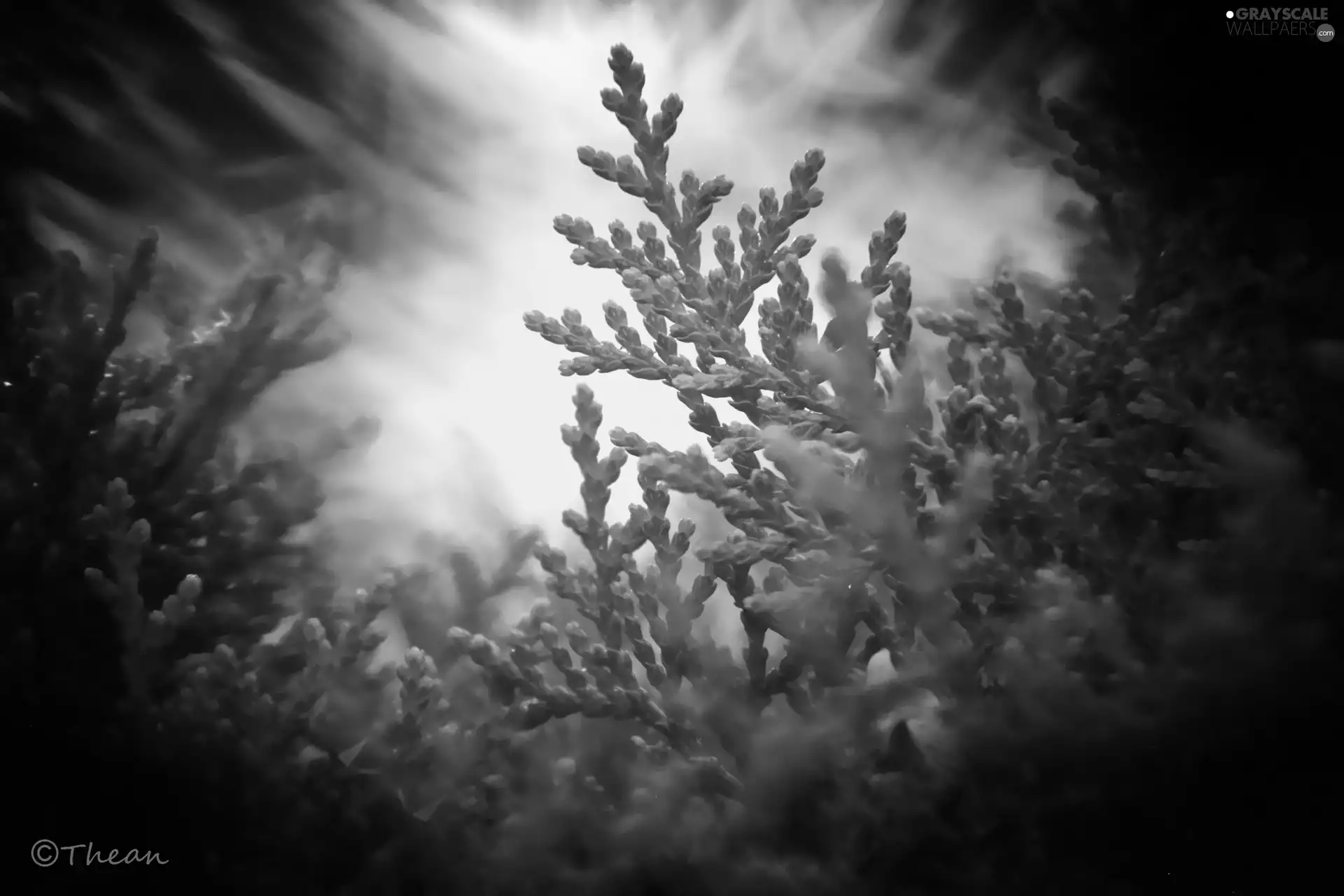 thuja, blur