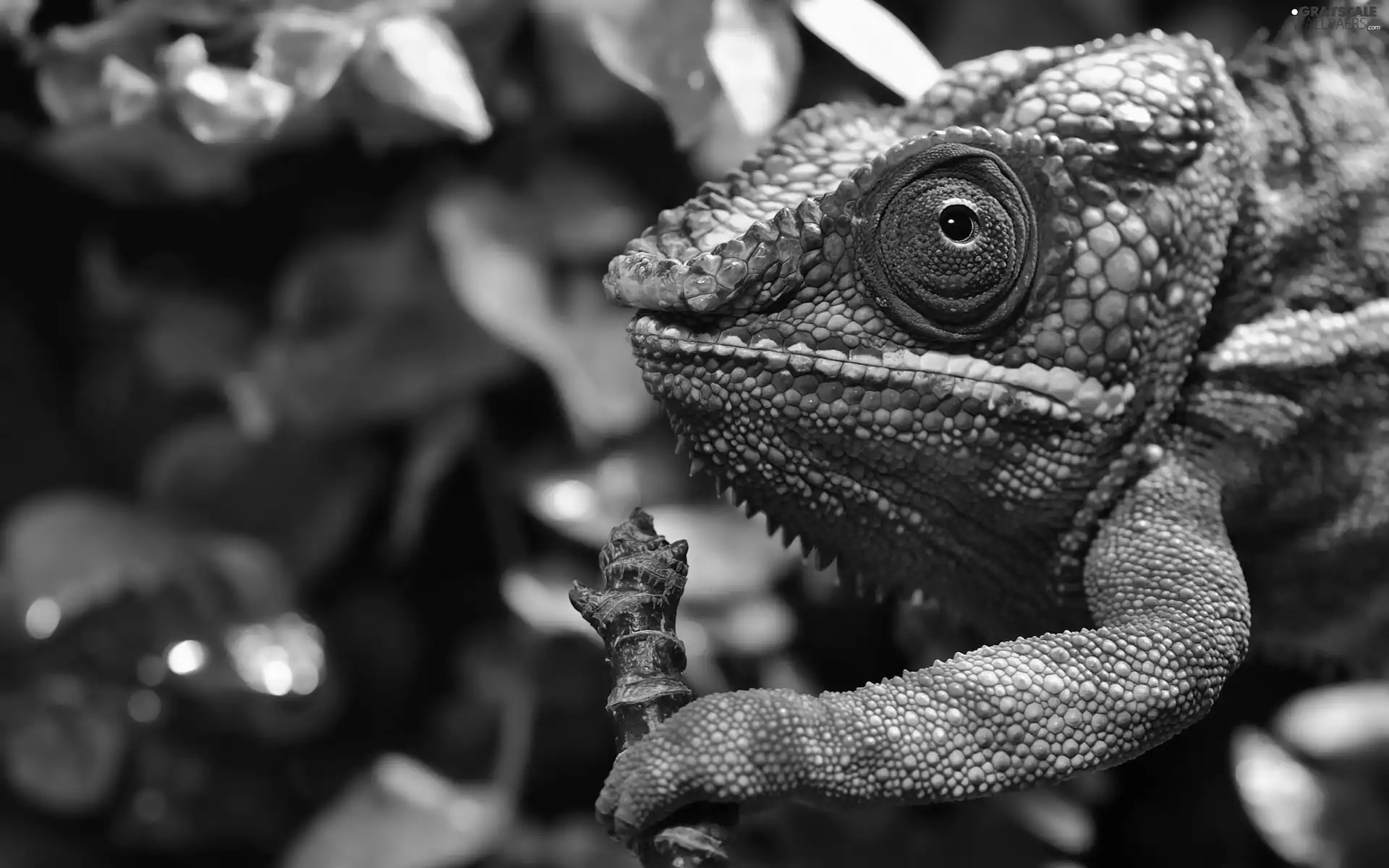 blur, Cameleon, twig