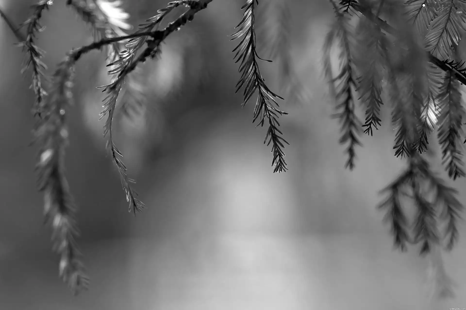 Twigs, blur