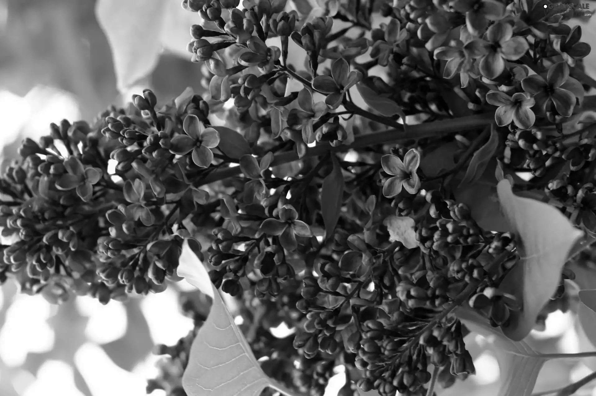 Violet, twig, blur, without