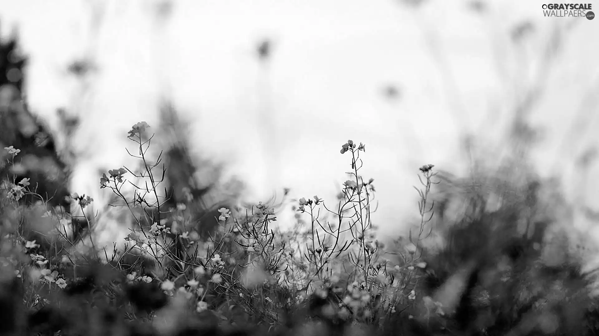 Wildflowers, Meadow, blur, Flowers