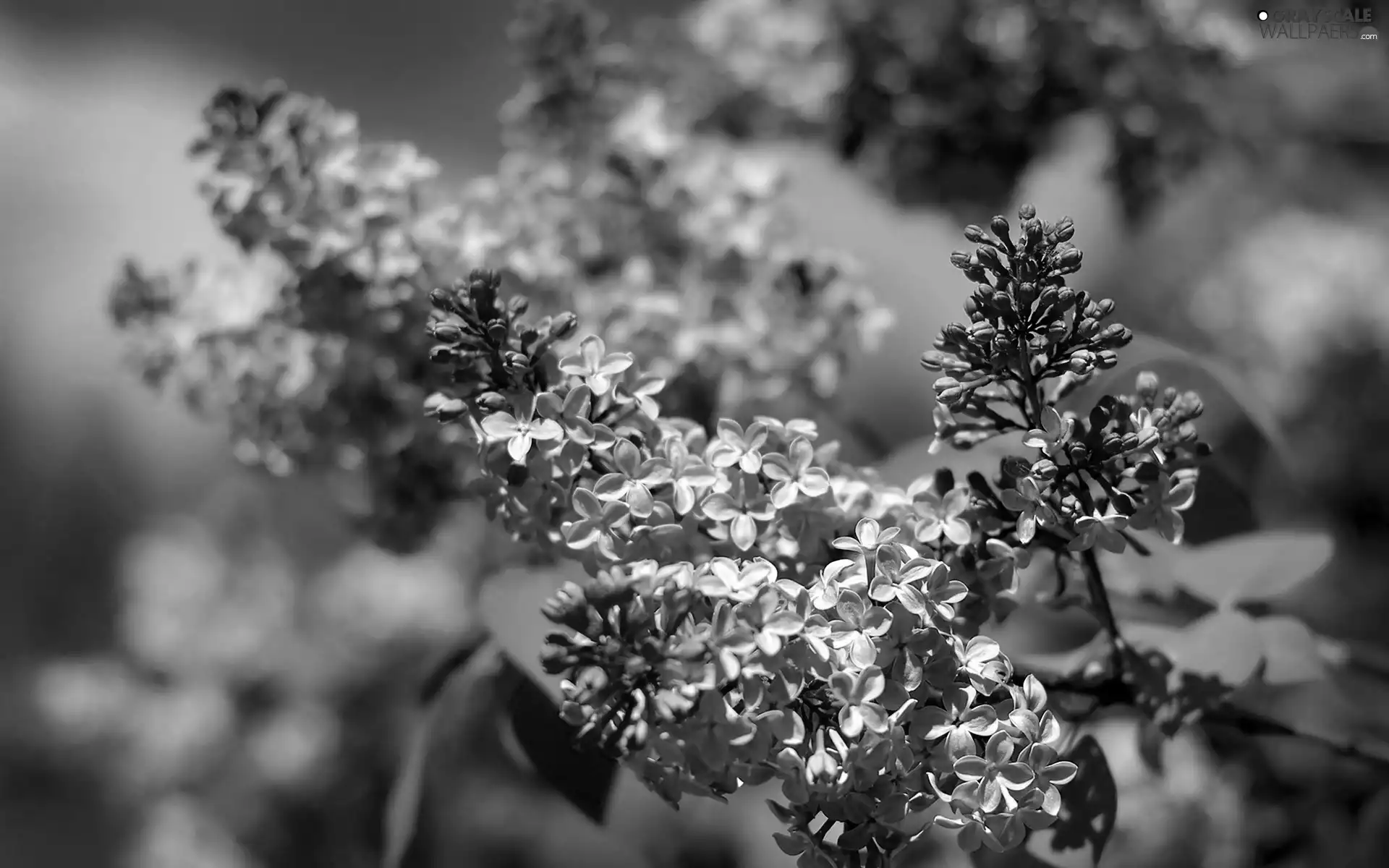 without, Twigs, blur, Lila