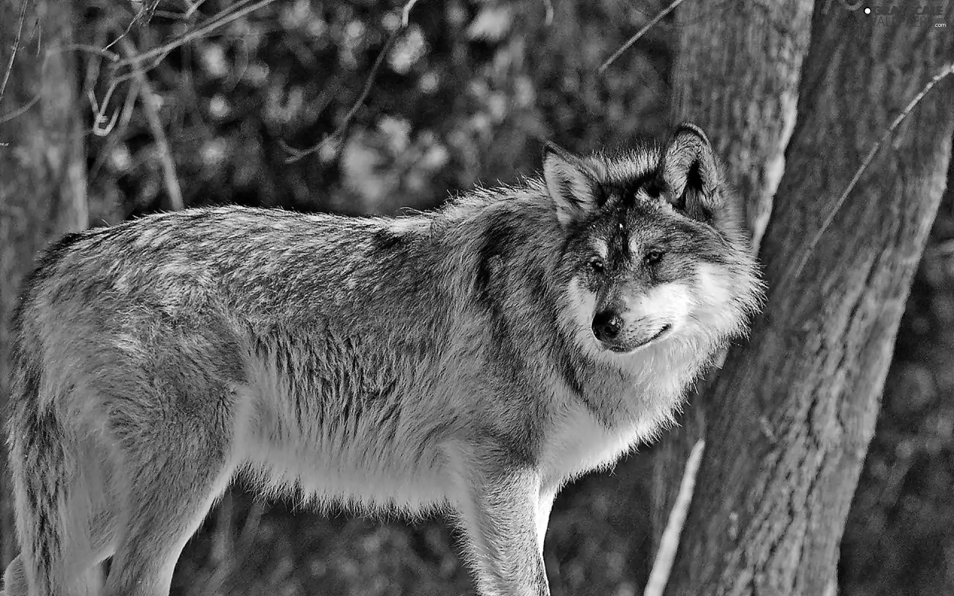 Wolf, viewes, blur, trees