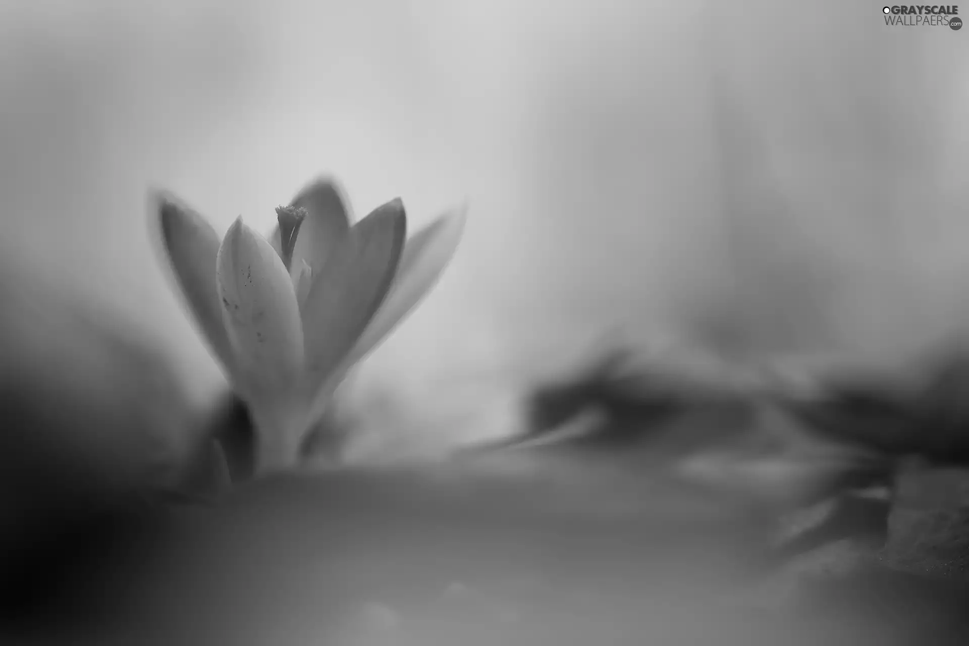 lilac, Colourfull Flowers, blurry background, crocus