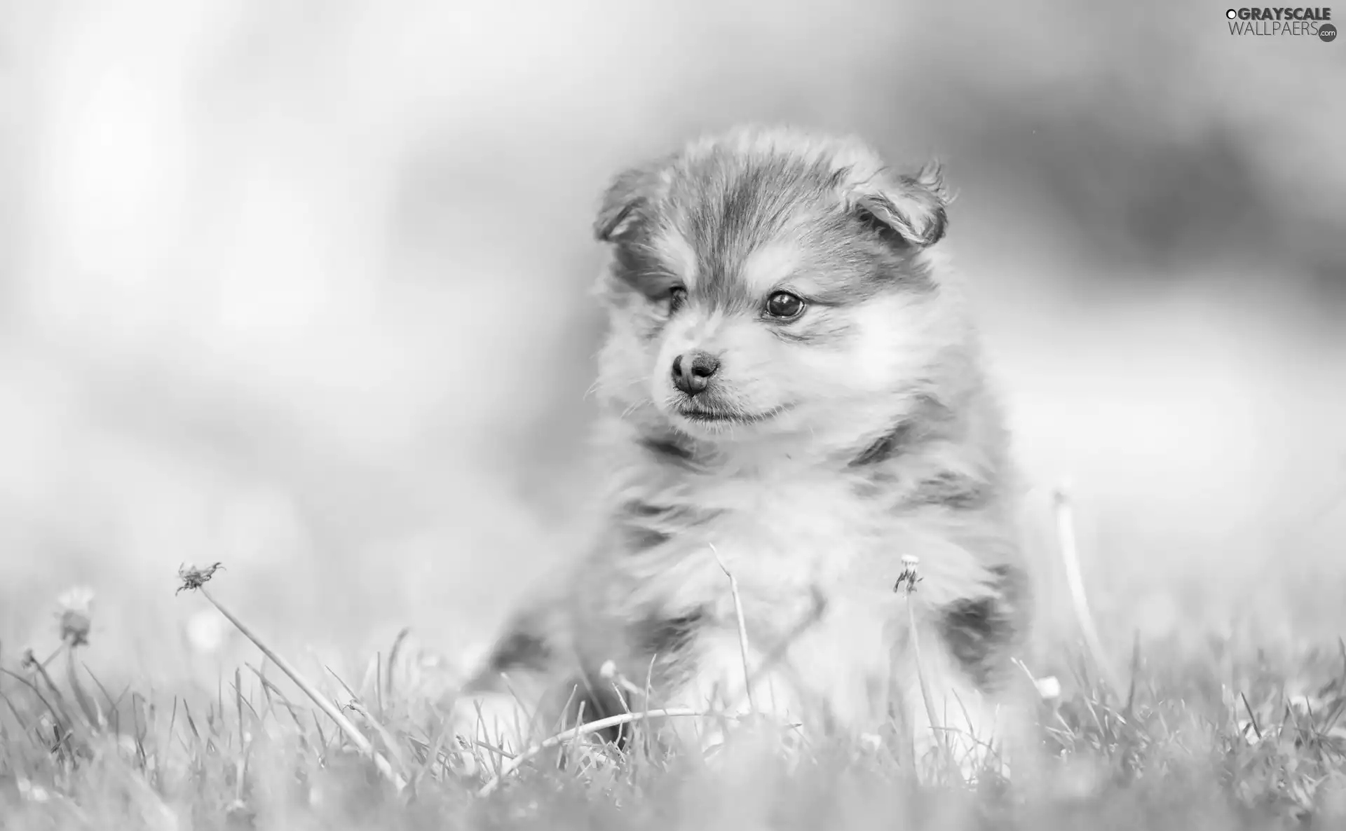 Puppy, grass, blurry background, Finnish Lapphund