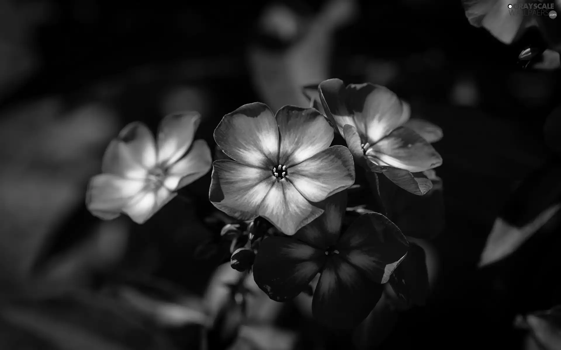 Colourfull Flowers, phlox, blurry background, Pink