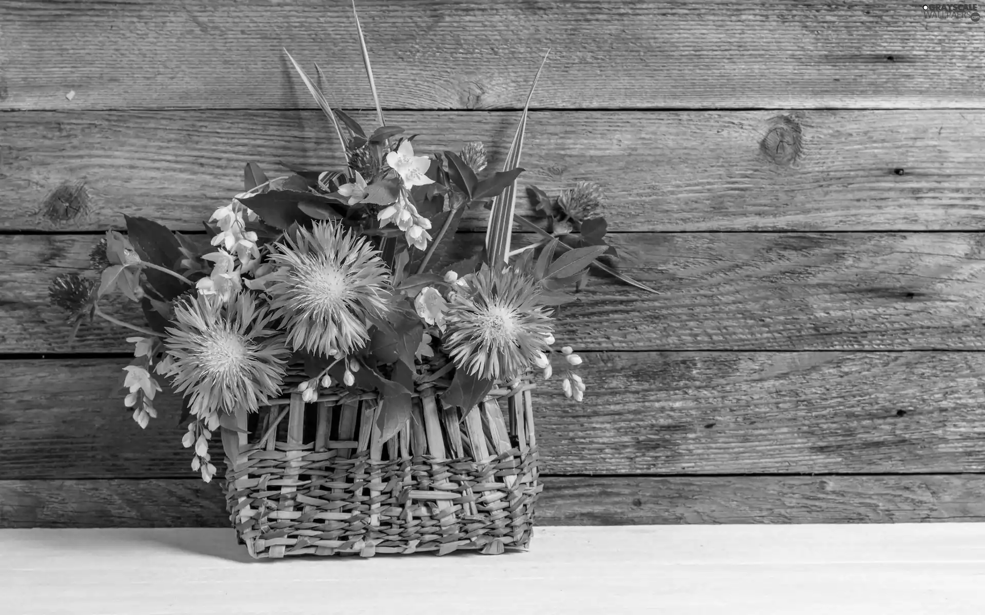 cornflowers, trefoil, basket, board, bouquet, Mock Orange
