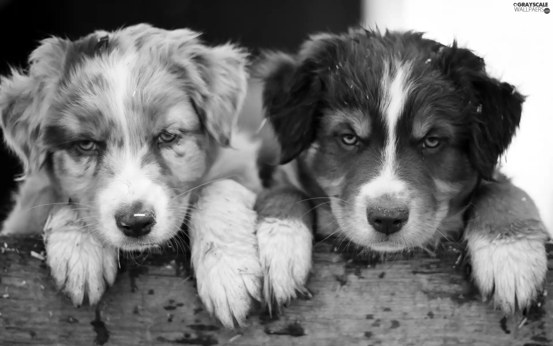 board, Australian Shepherd, puppies, feet, Two cars