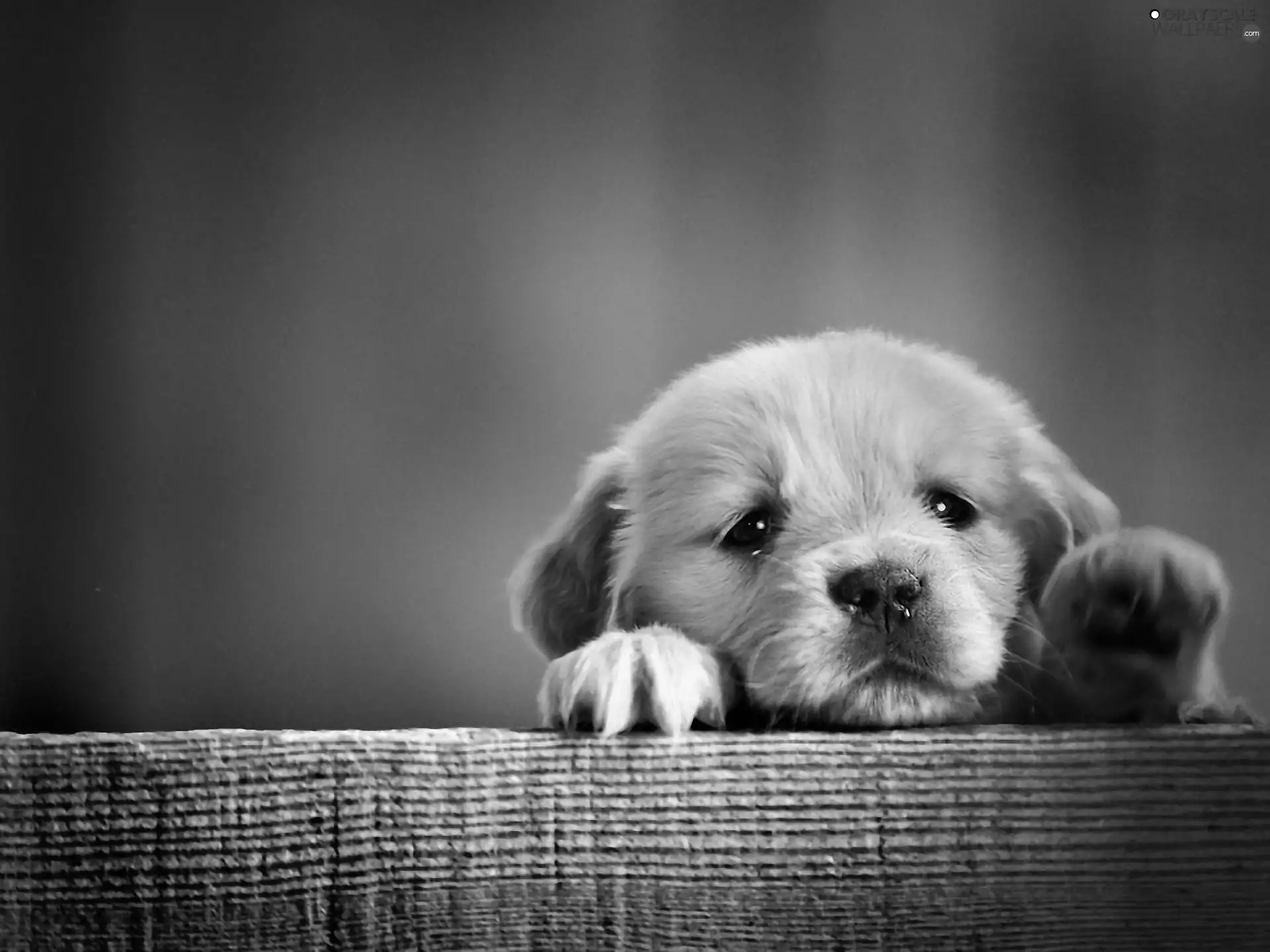 puppie, board, Akita, feet