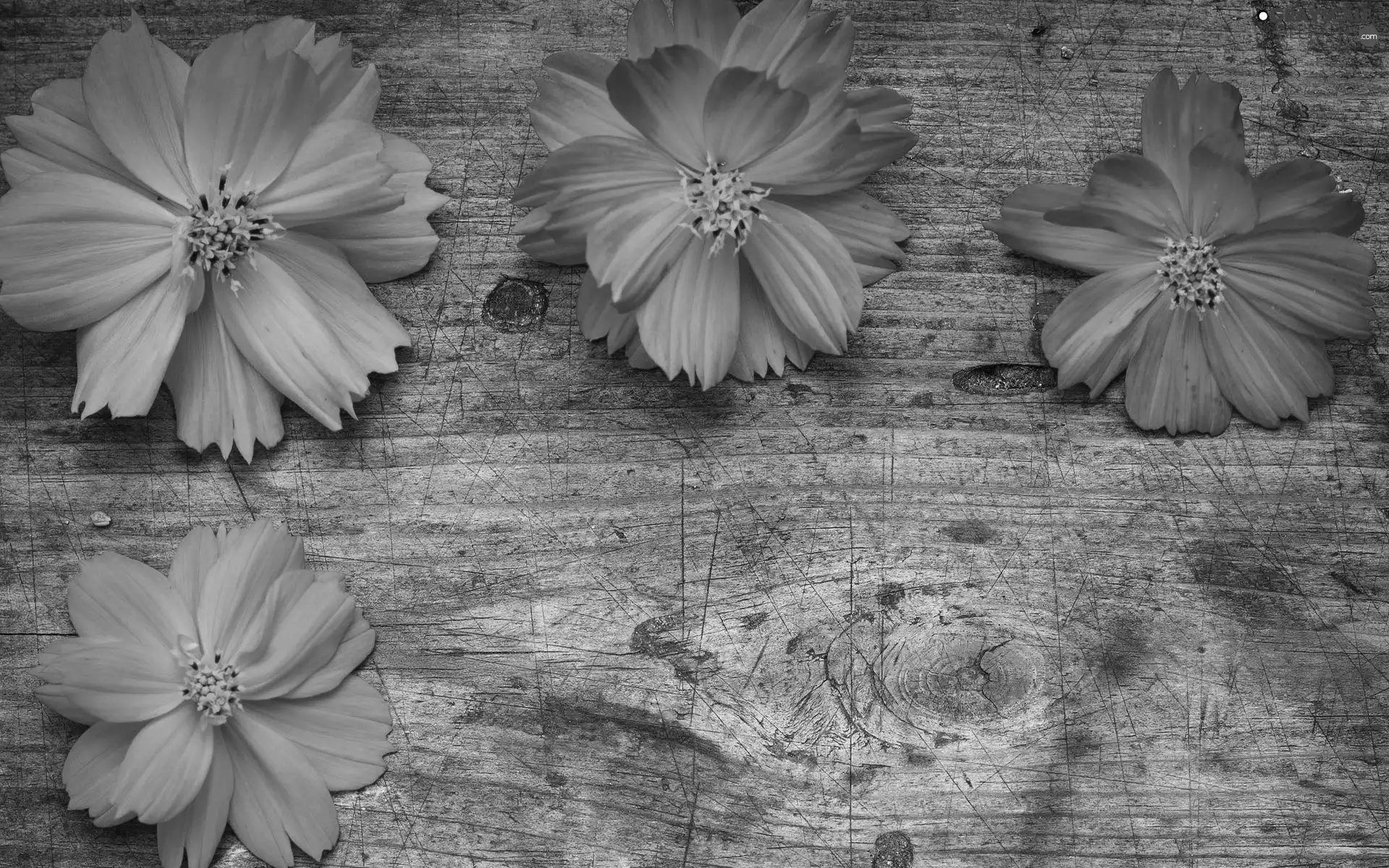 board, Orange, Flowers