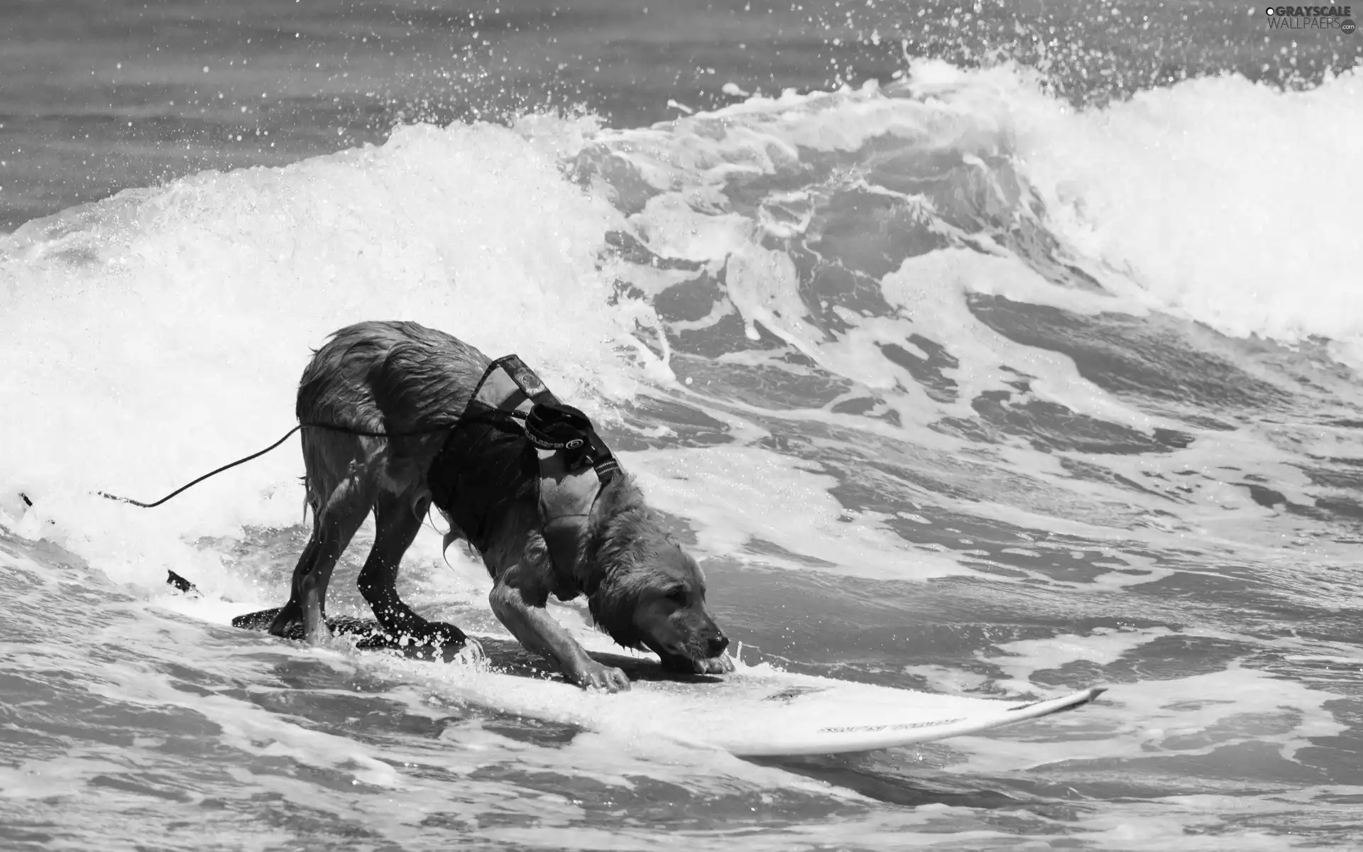 board, surf, rescuer, Waves, dog