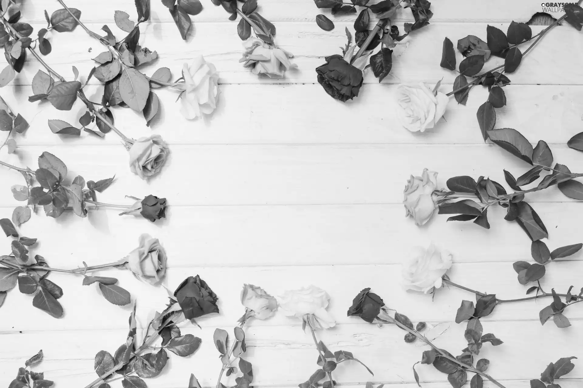 White, boarding, color, roses, Flowers