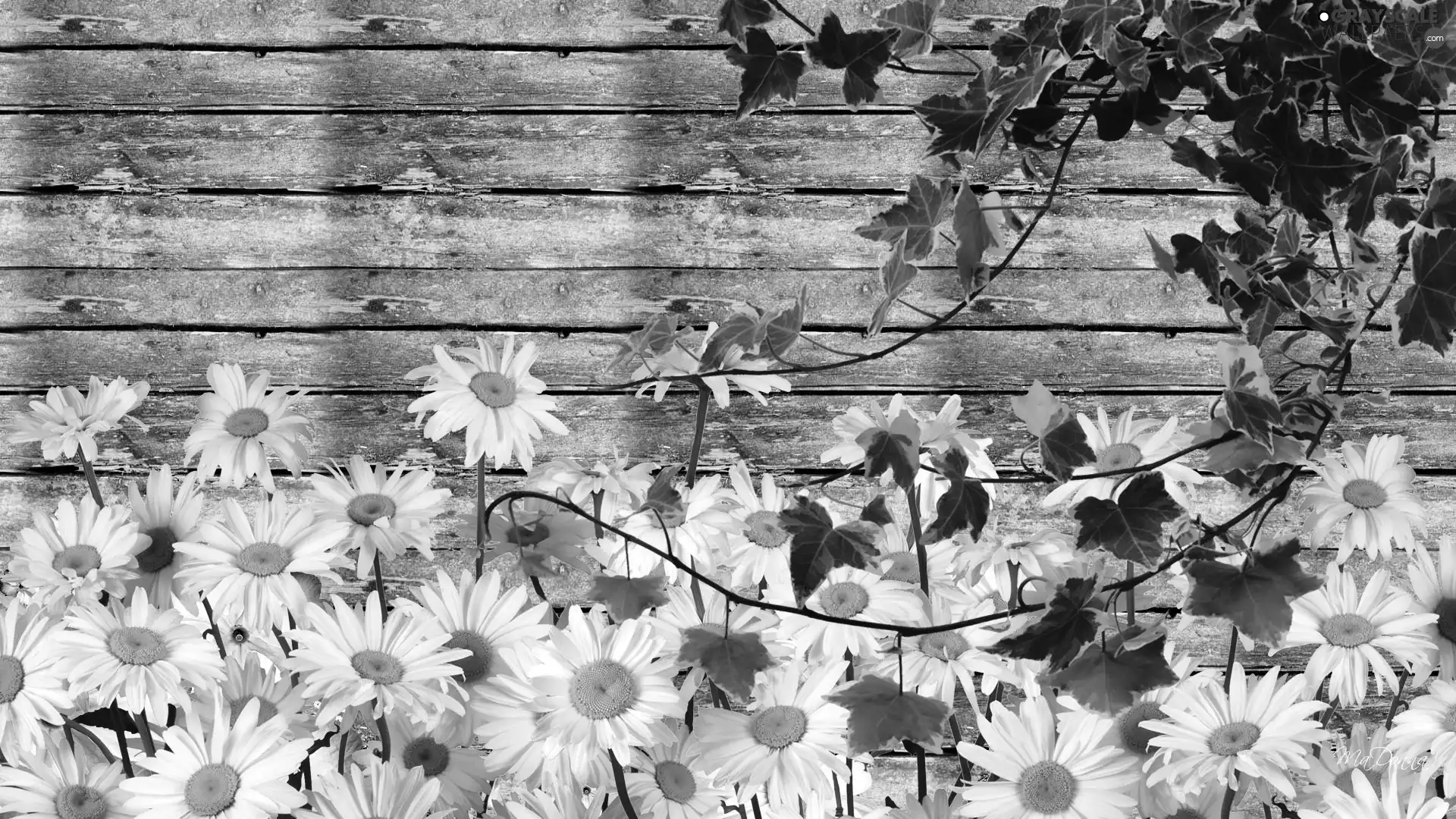 boarding, daisy, ivy