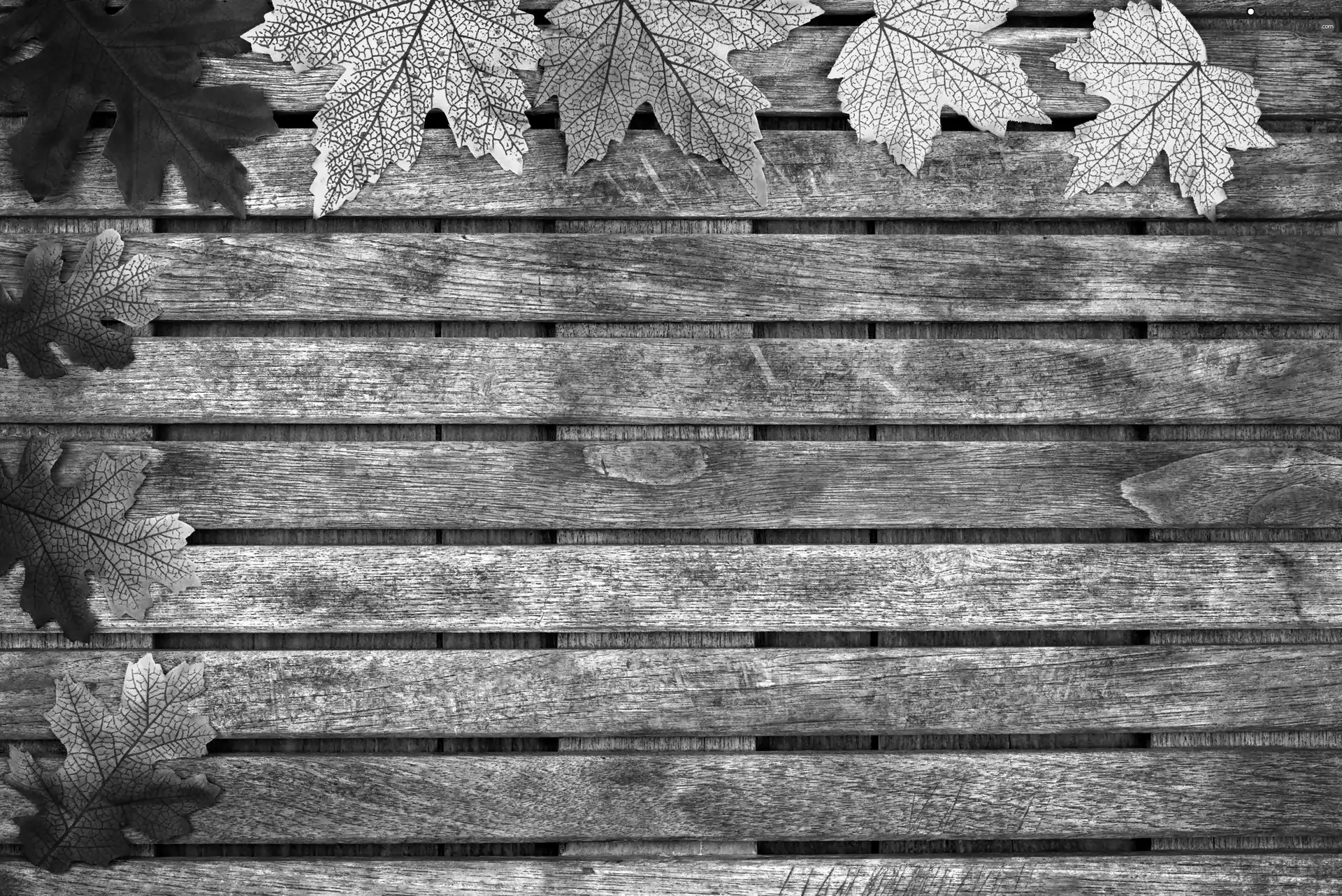 boarding, color, Leaf