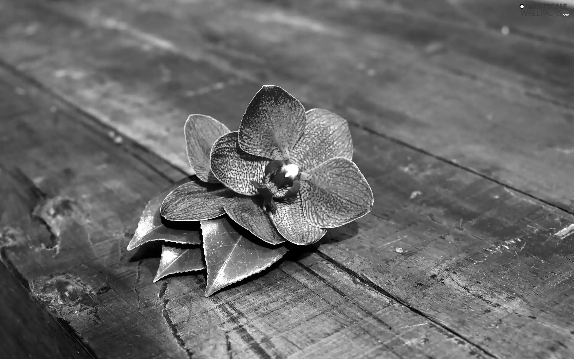 boarding, orchid, leaves