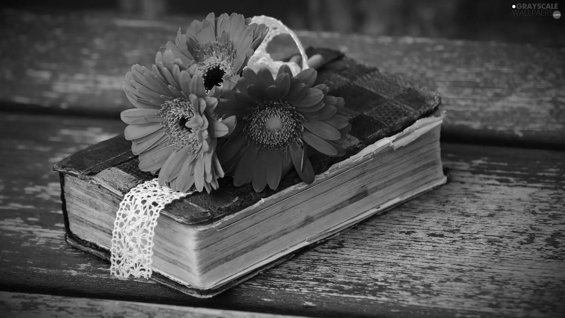 Pink, Book, boarding, gerberas