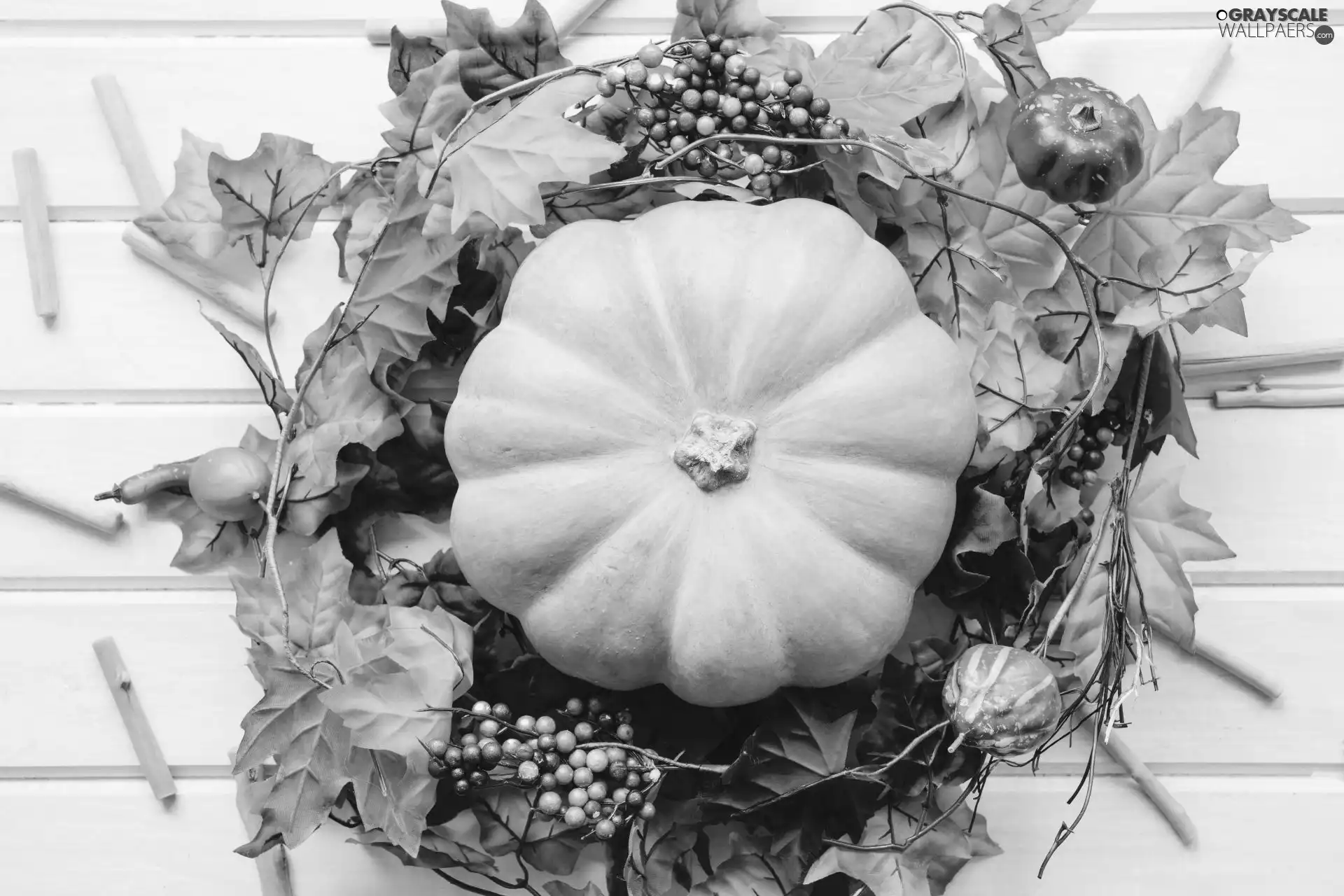 color, composition, background, boarding, Leaf, pumpkin