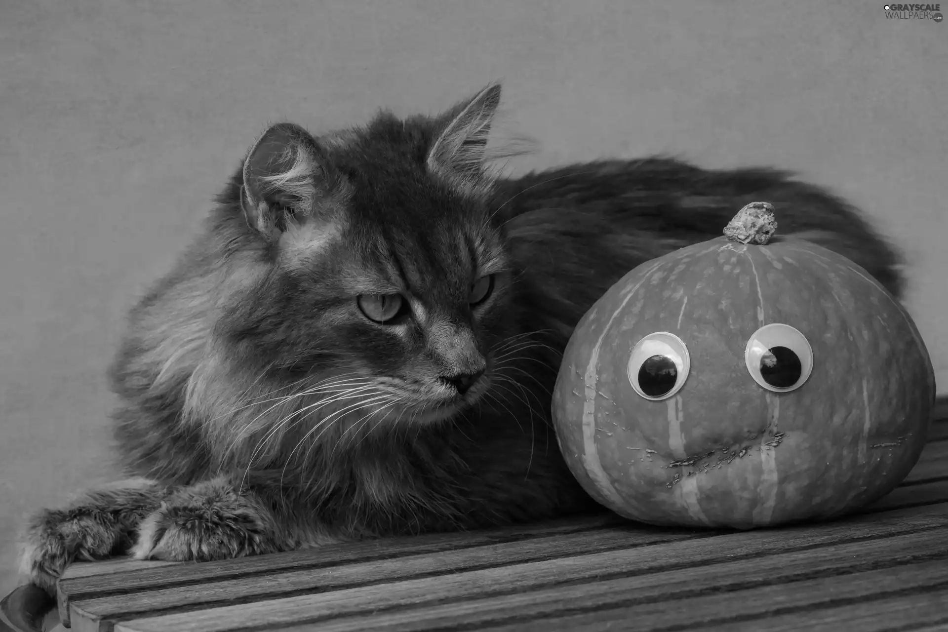 Eyes, boarding, pumpkin, look, cat