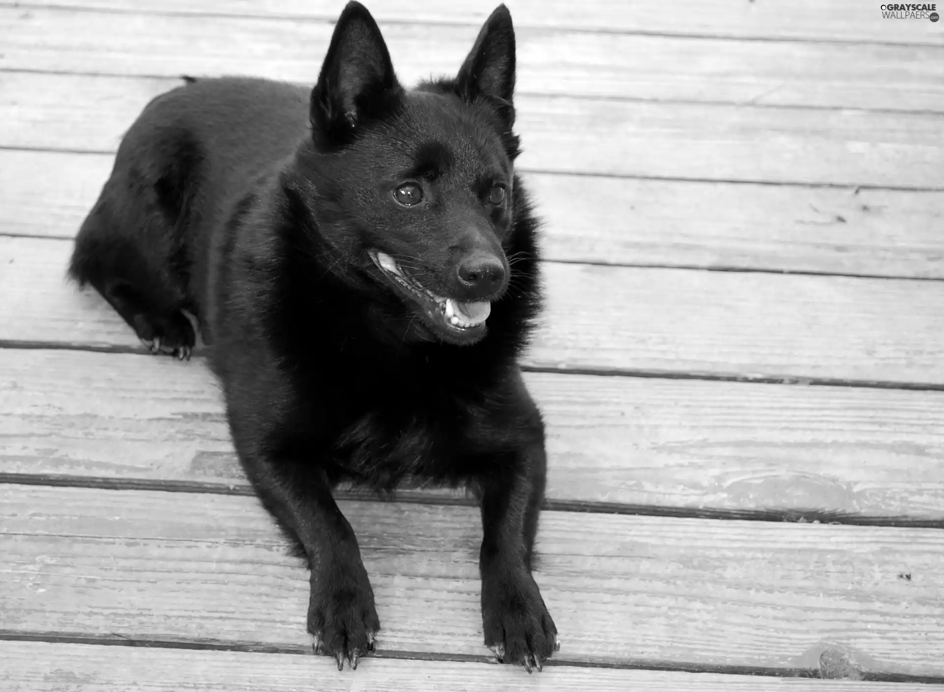 Schipperke, boarding