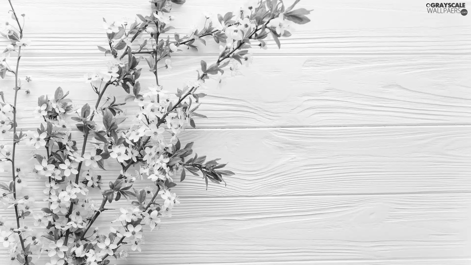 change, Twigs, leaves, boarding, Flowers, White