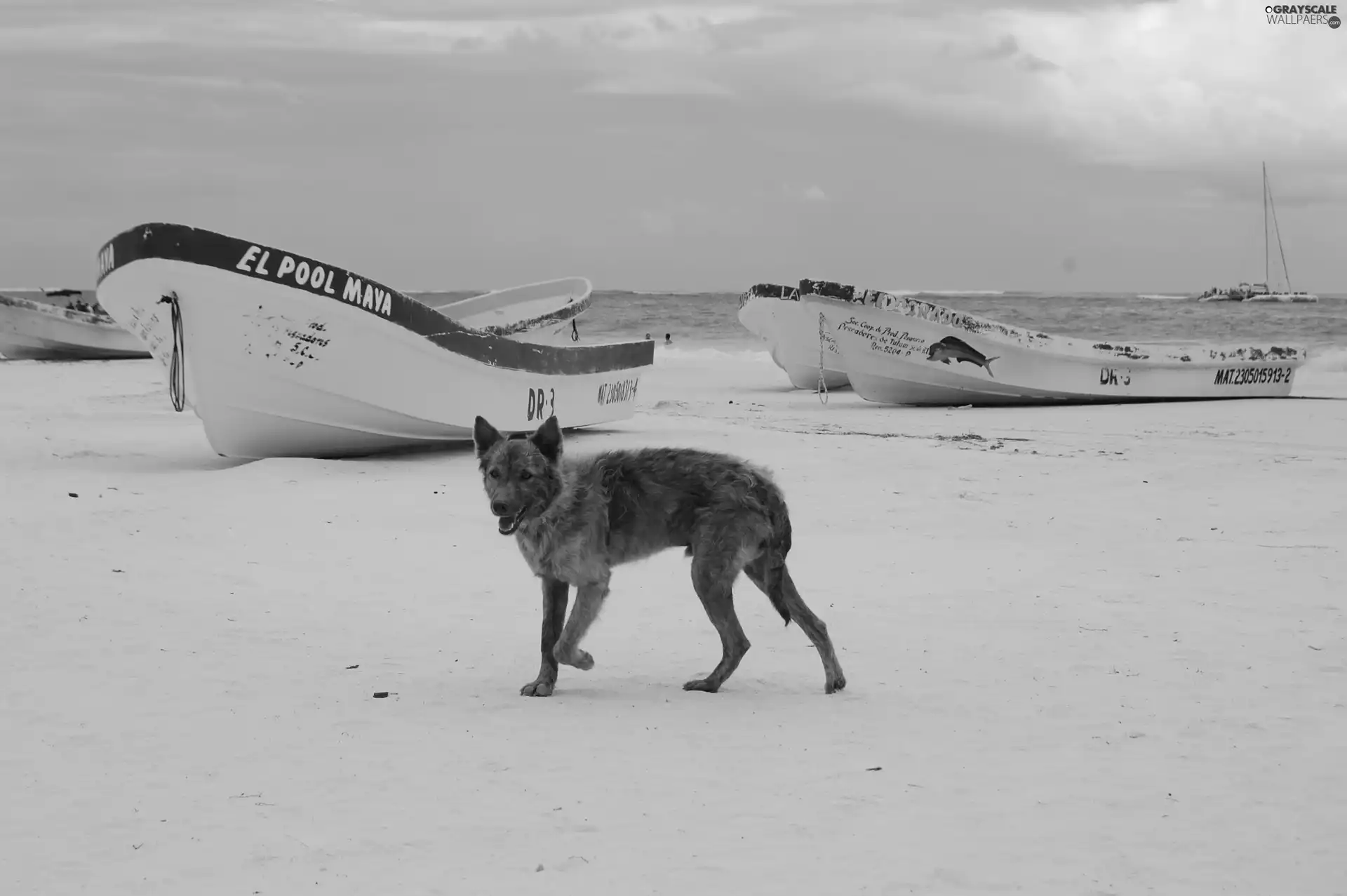 boats, Beaches, dog