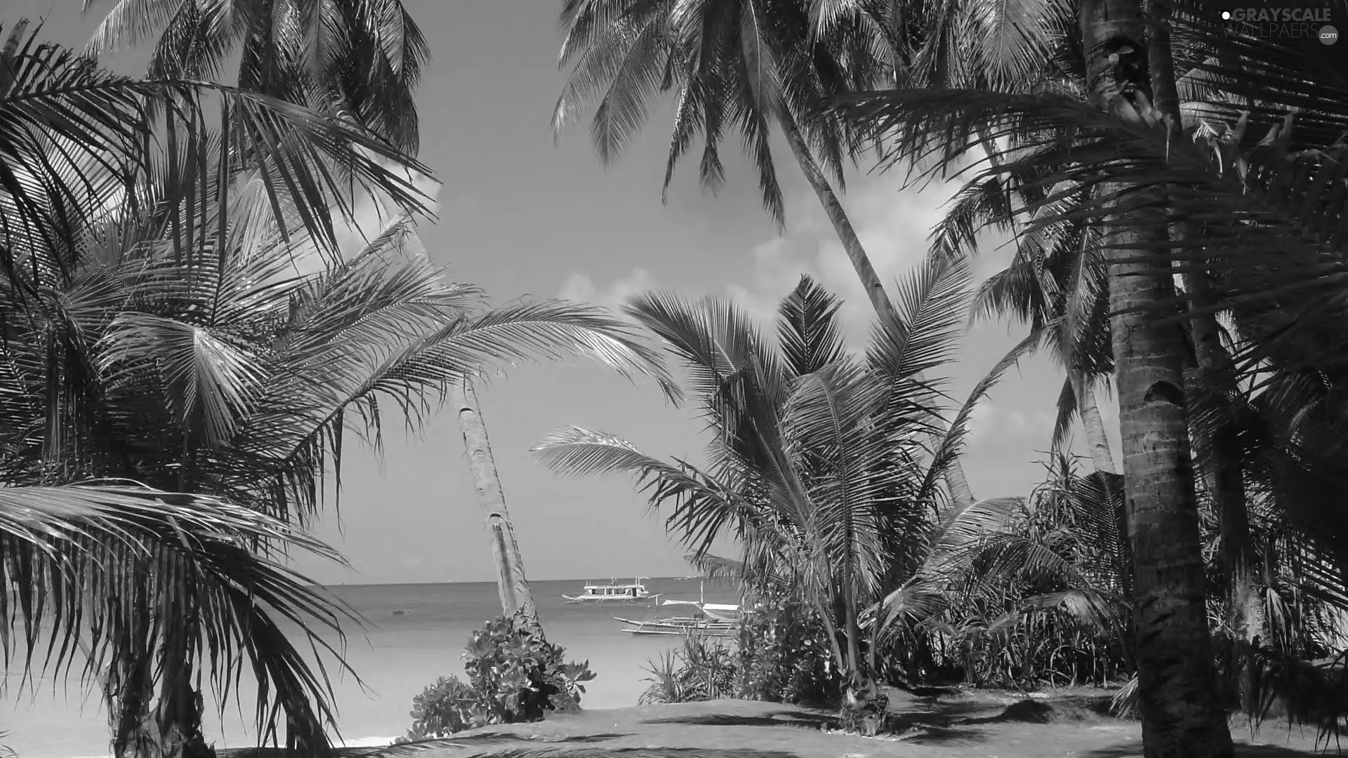 Sand, water, Boats, Palms