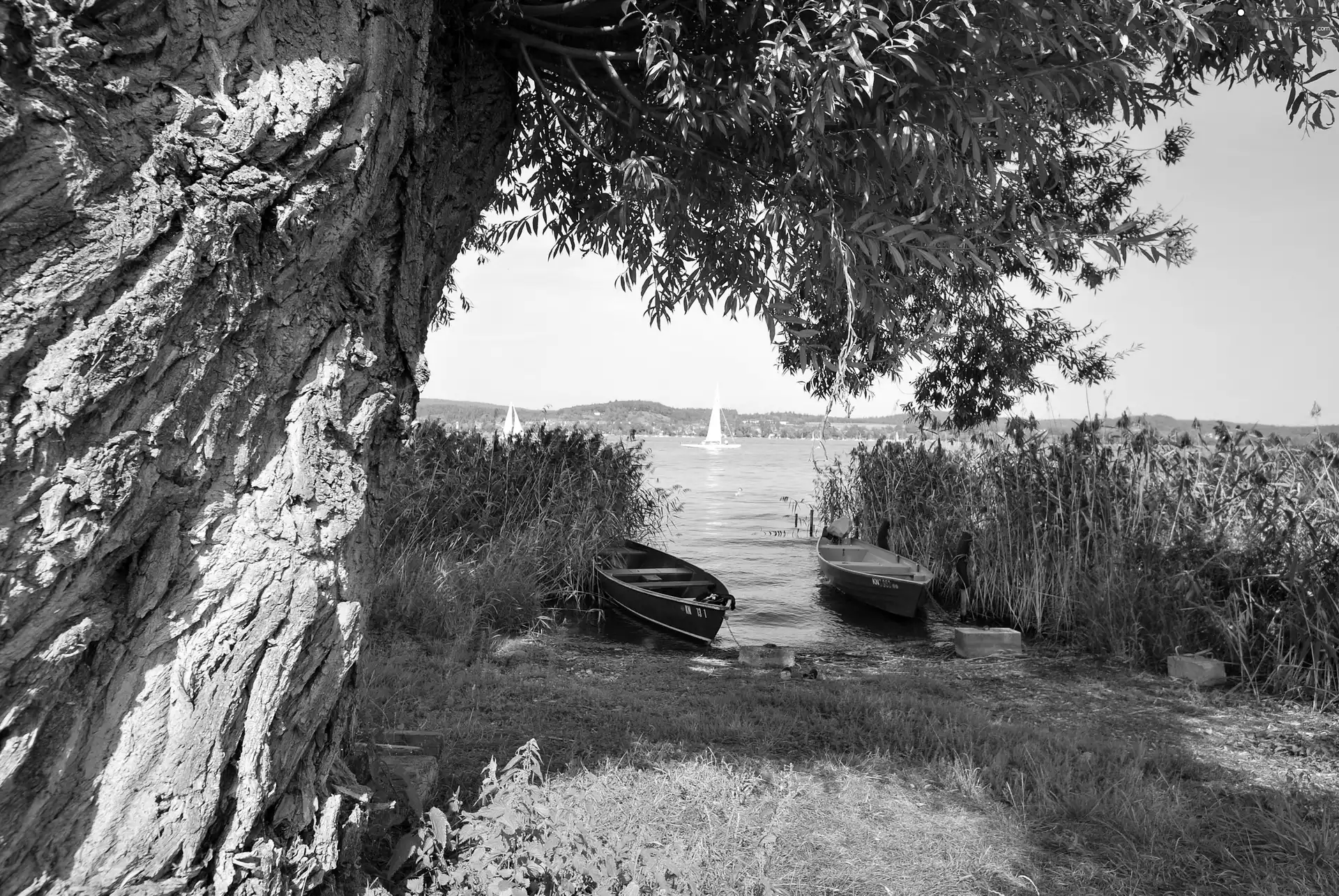 Willow, lake, boats, cork