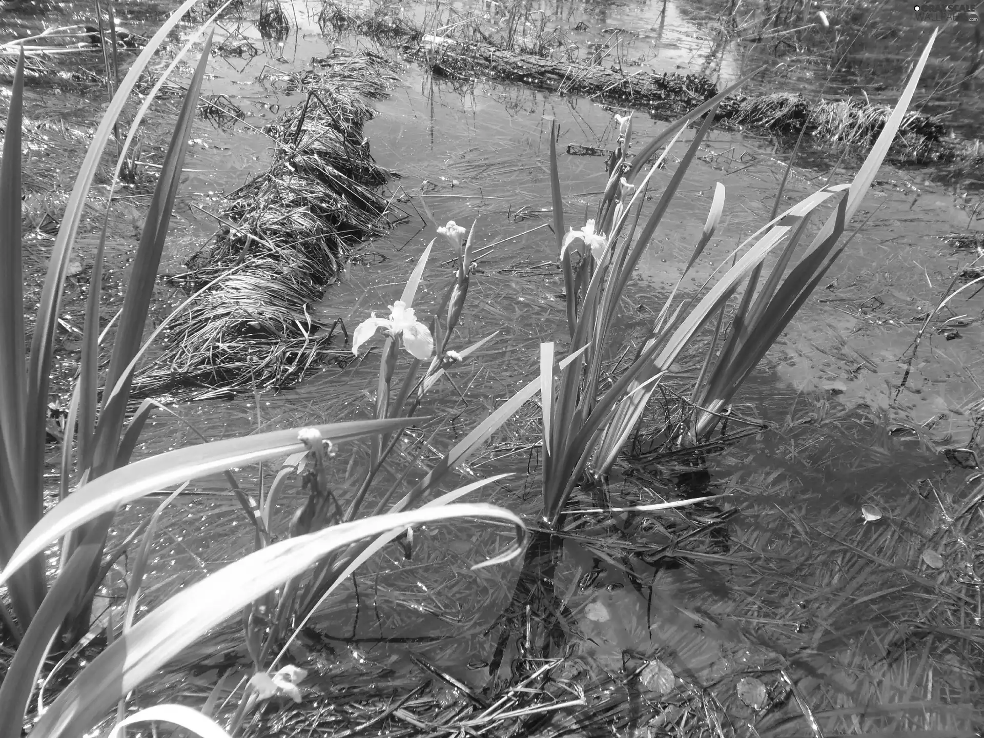 bog, flourishing, Irises