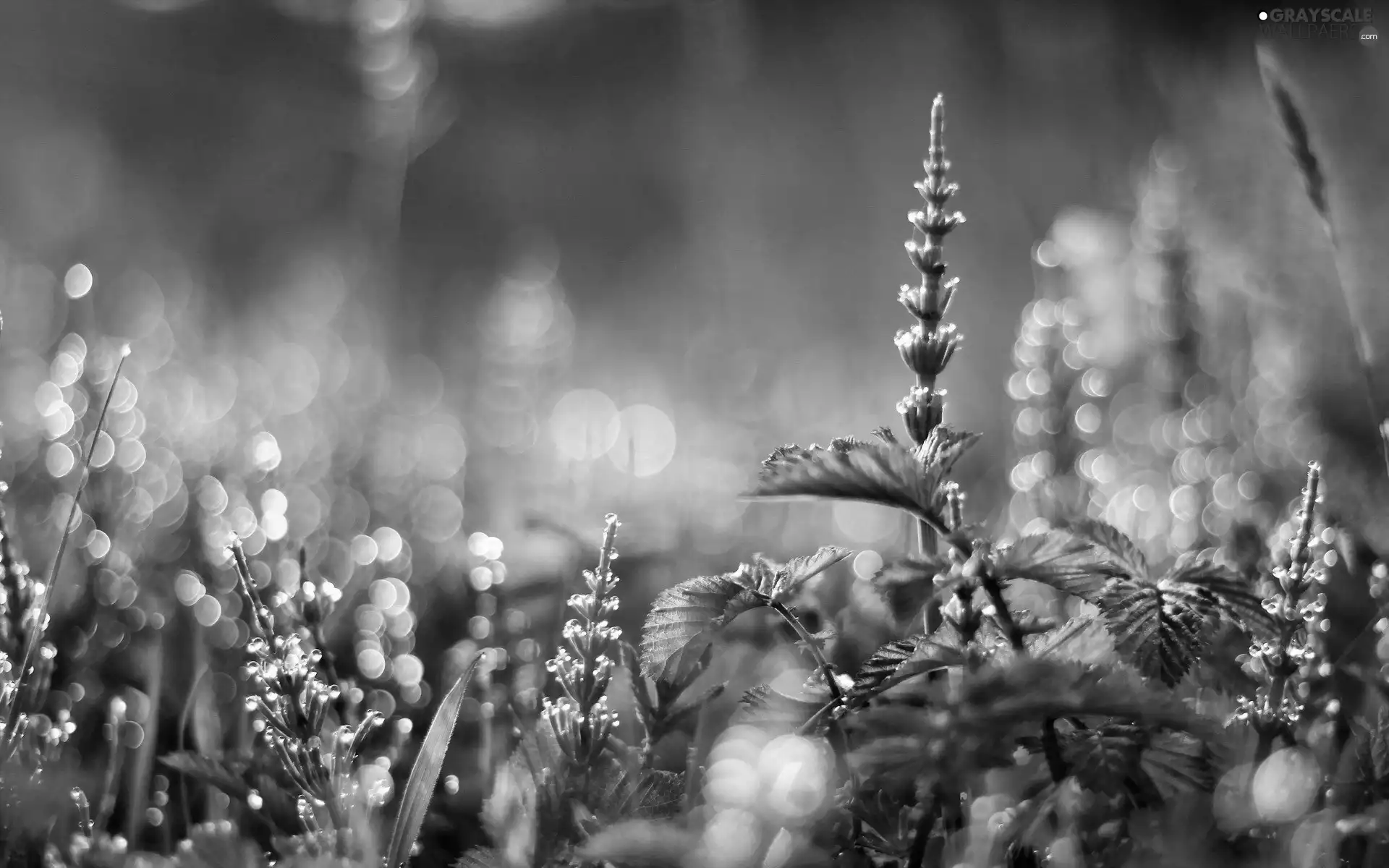 Bokeh, Plants, Close