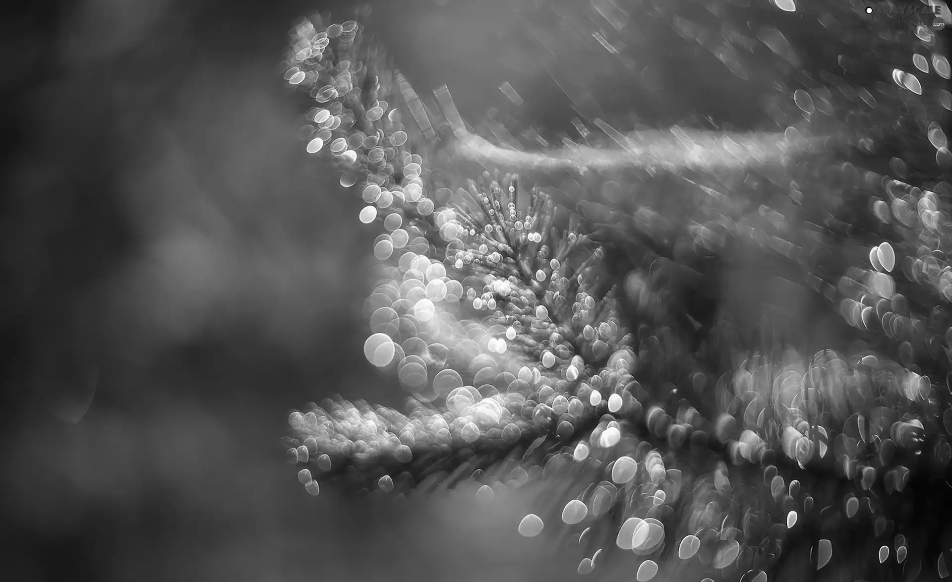 Bokeh, twig, conifer