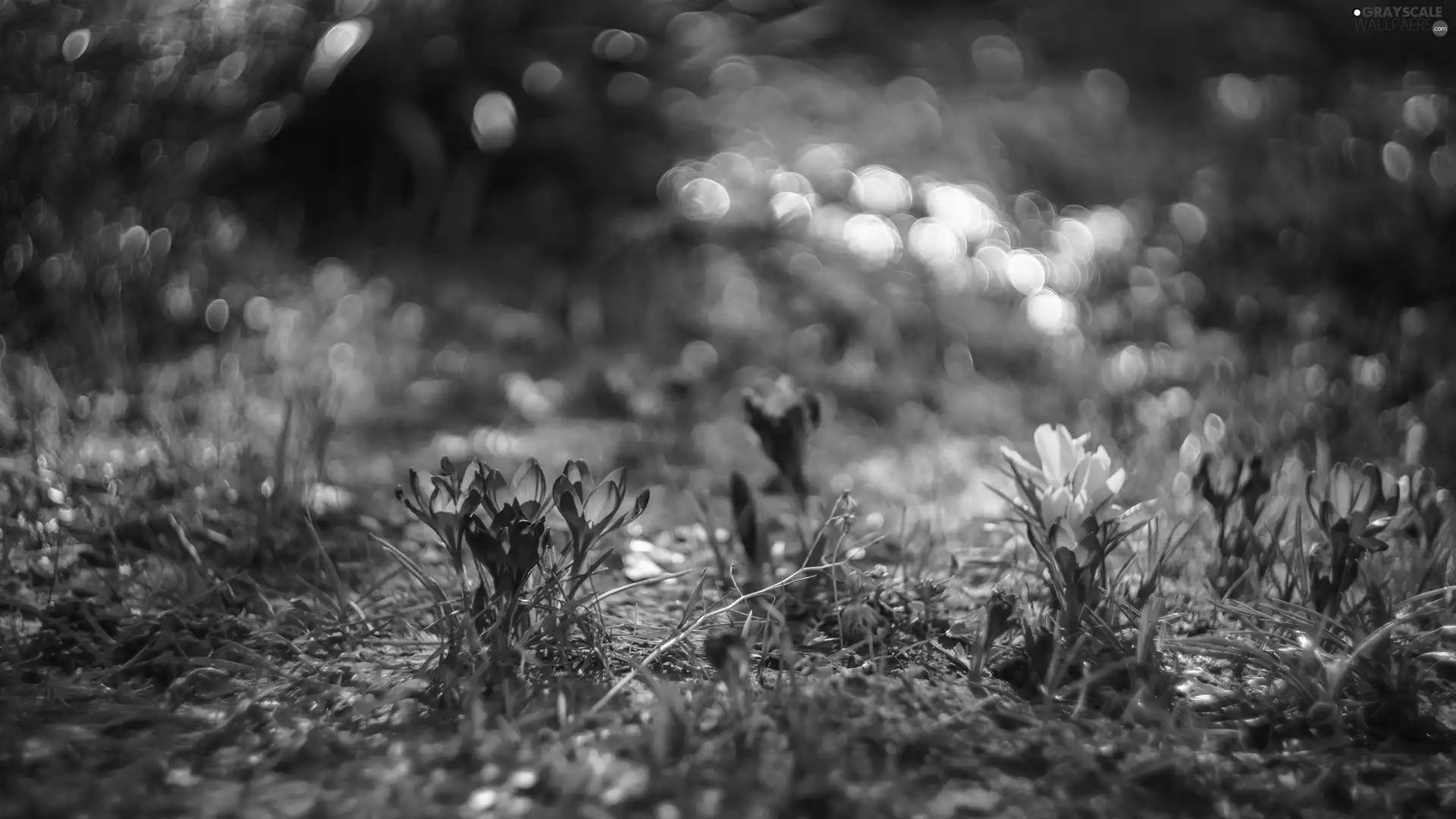 Bokeh, Flowers, crocuses