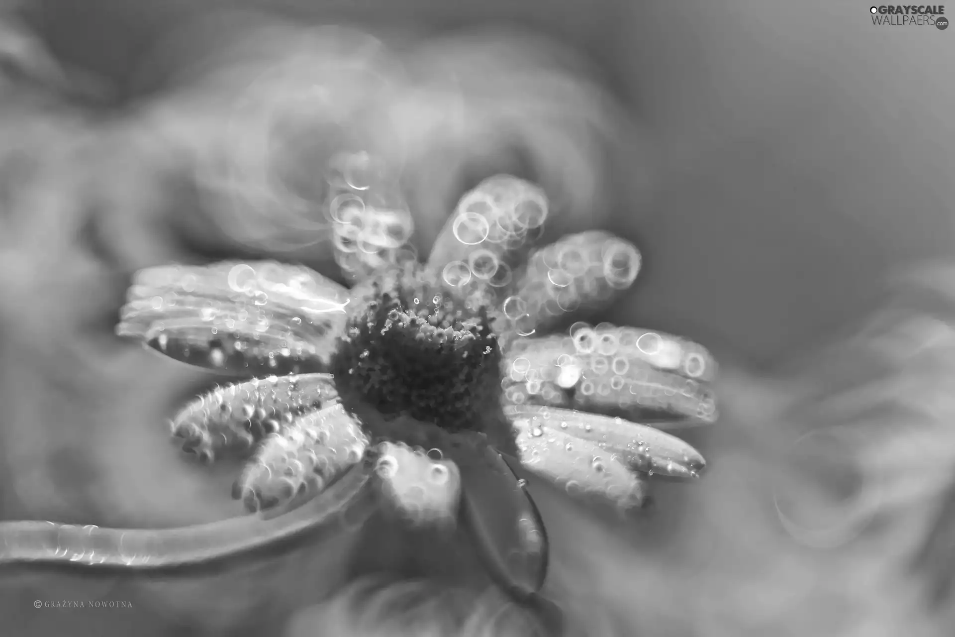 Daisy, Colourfull Flowers, Bokeh, White