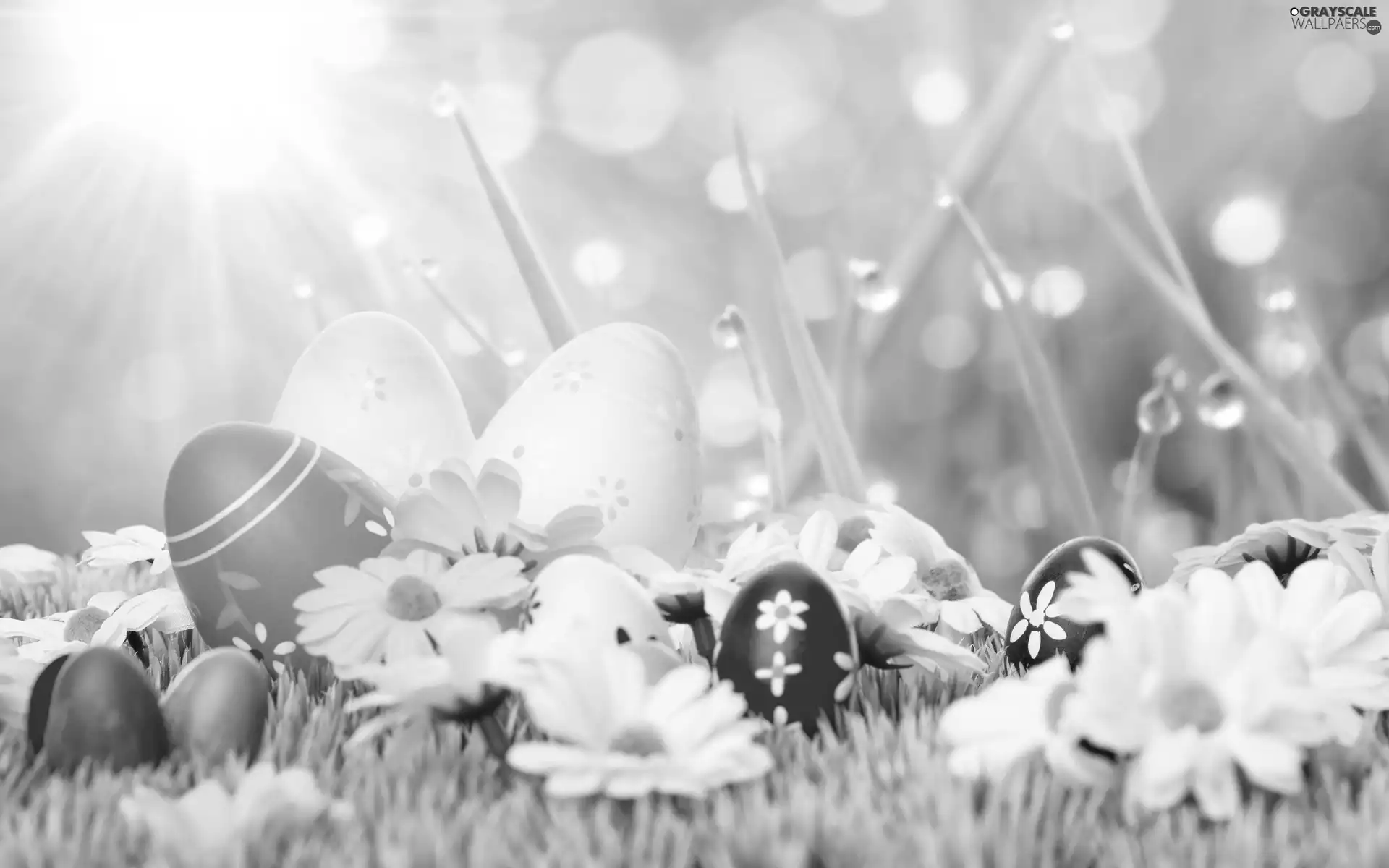 Easter, daisy, Bokeh, eggs