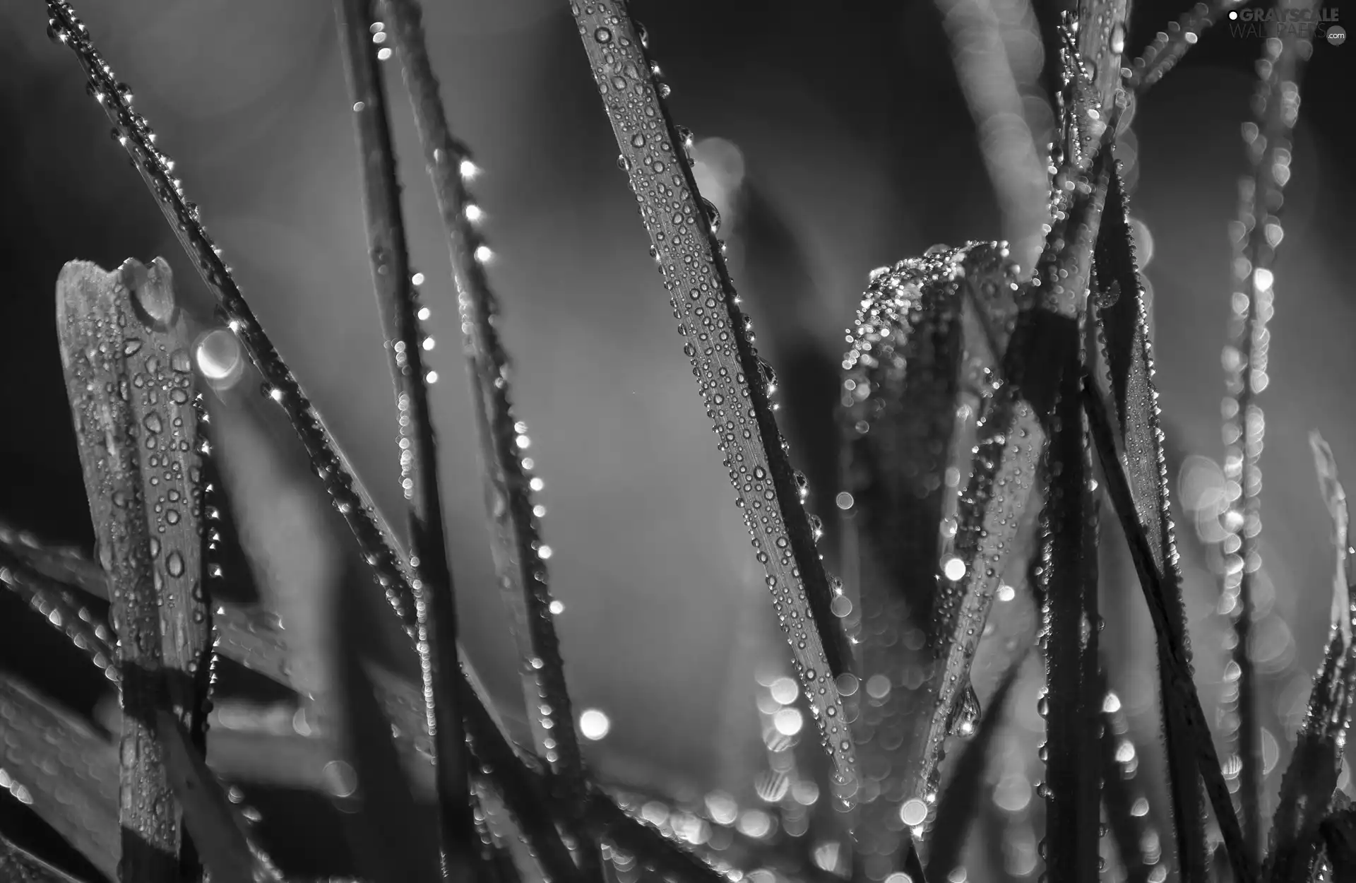 grass, Close, Bokeh, drops