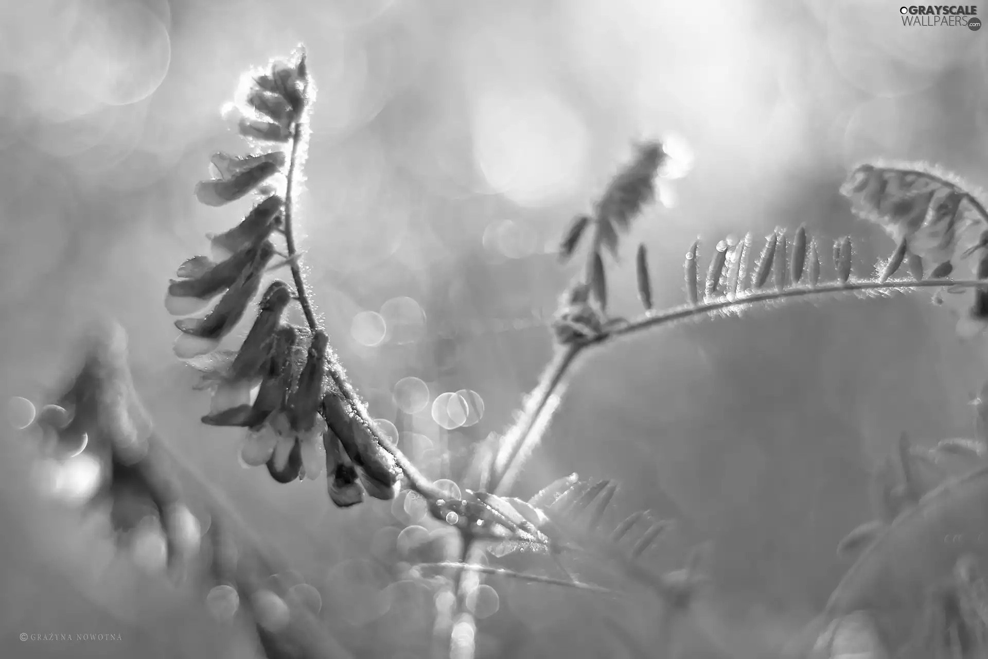 Bokeh, Plants, Meadow