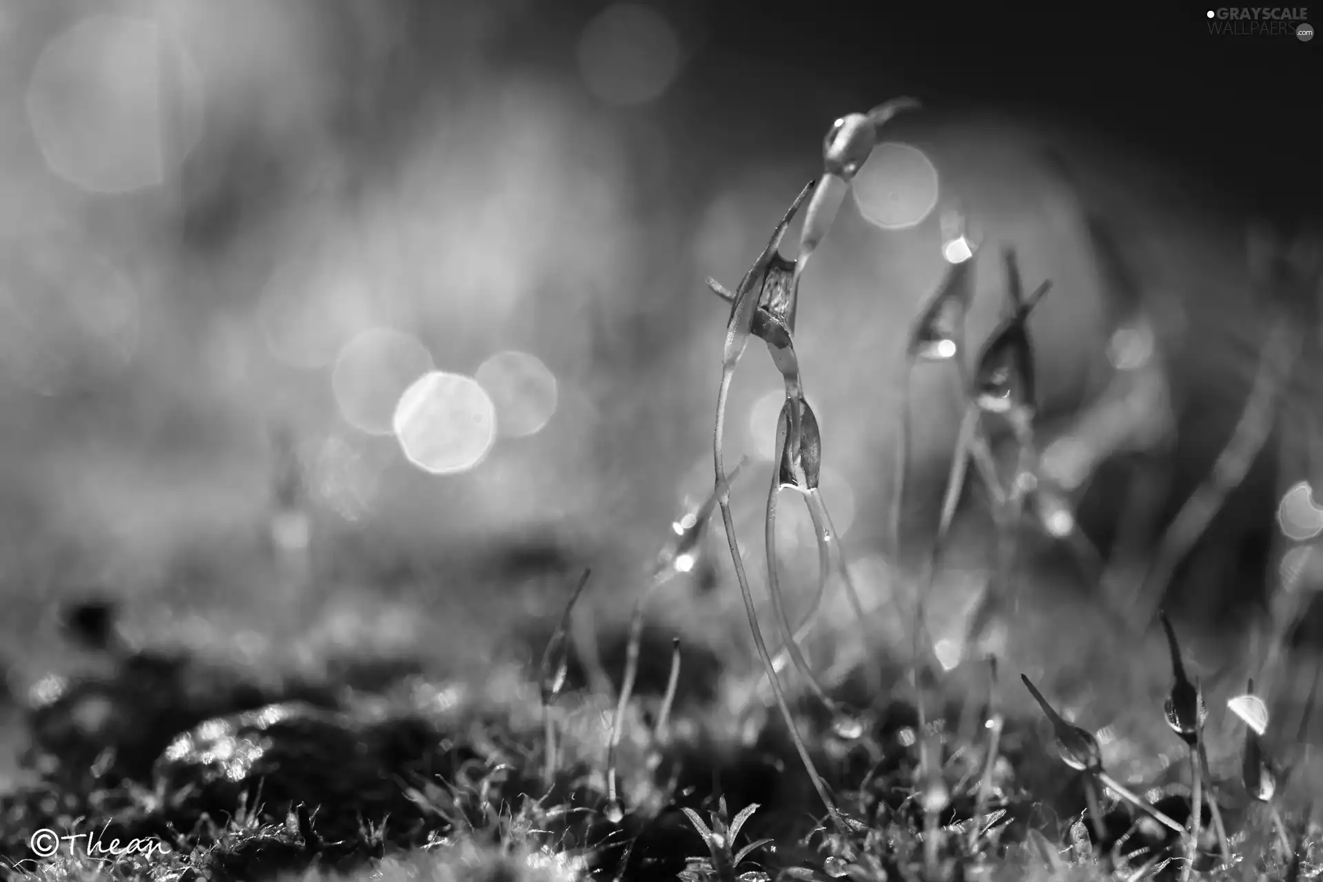 Moss, blades, Bokeh, Close